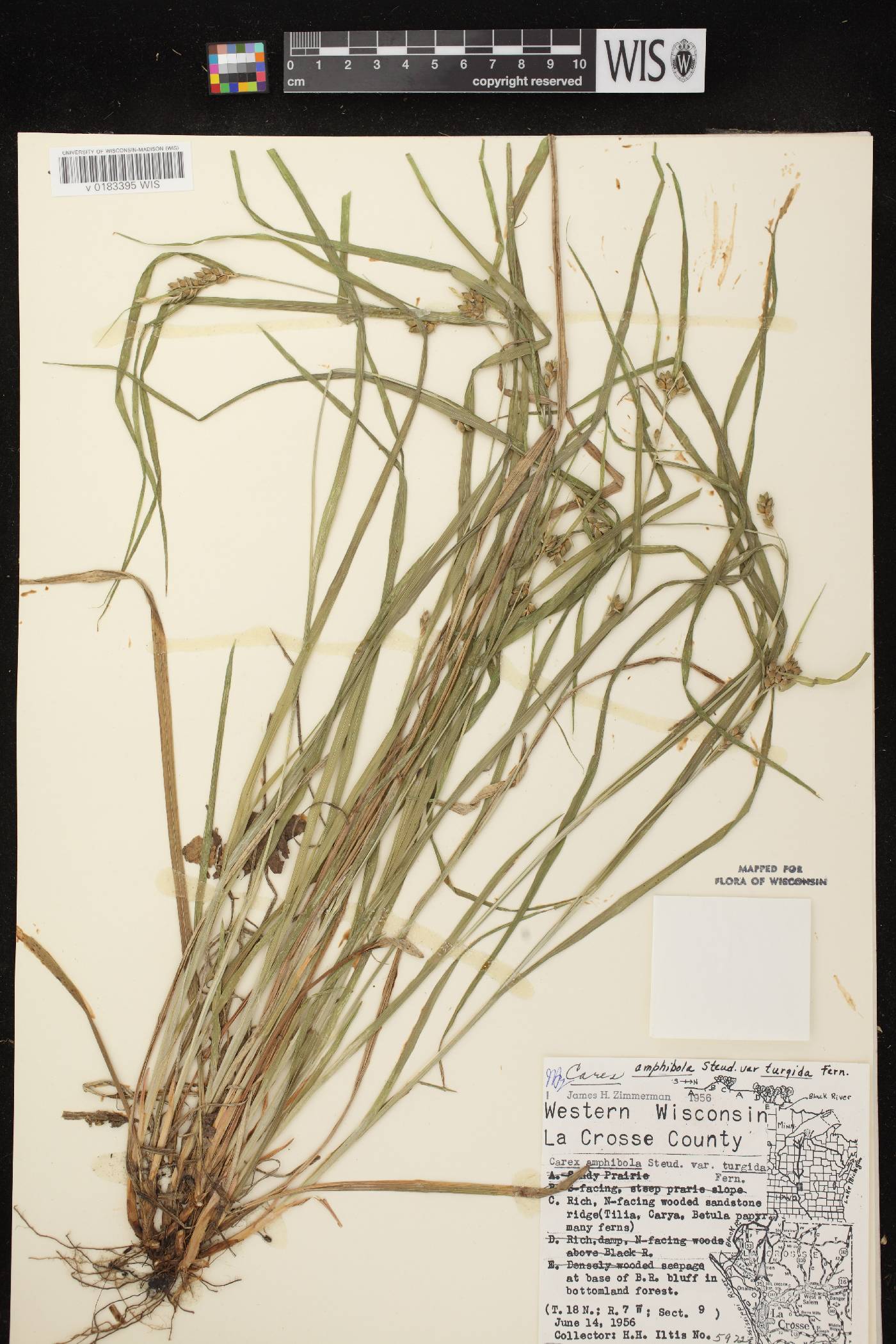 Carex grisea image