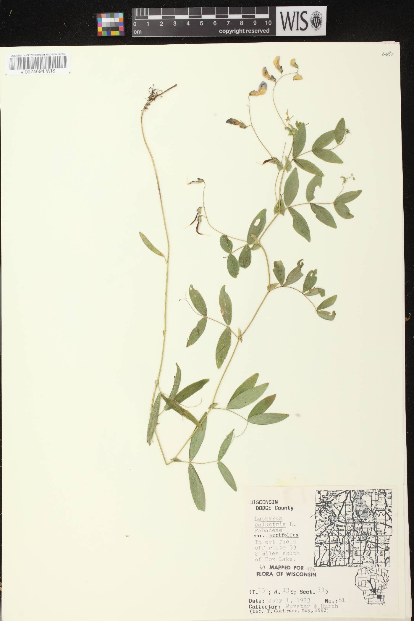 Lathyrus palustris image