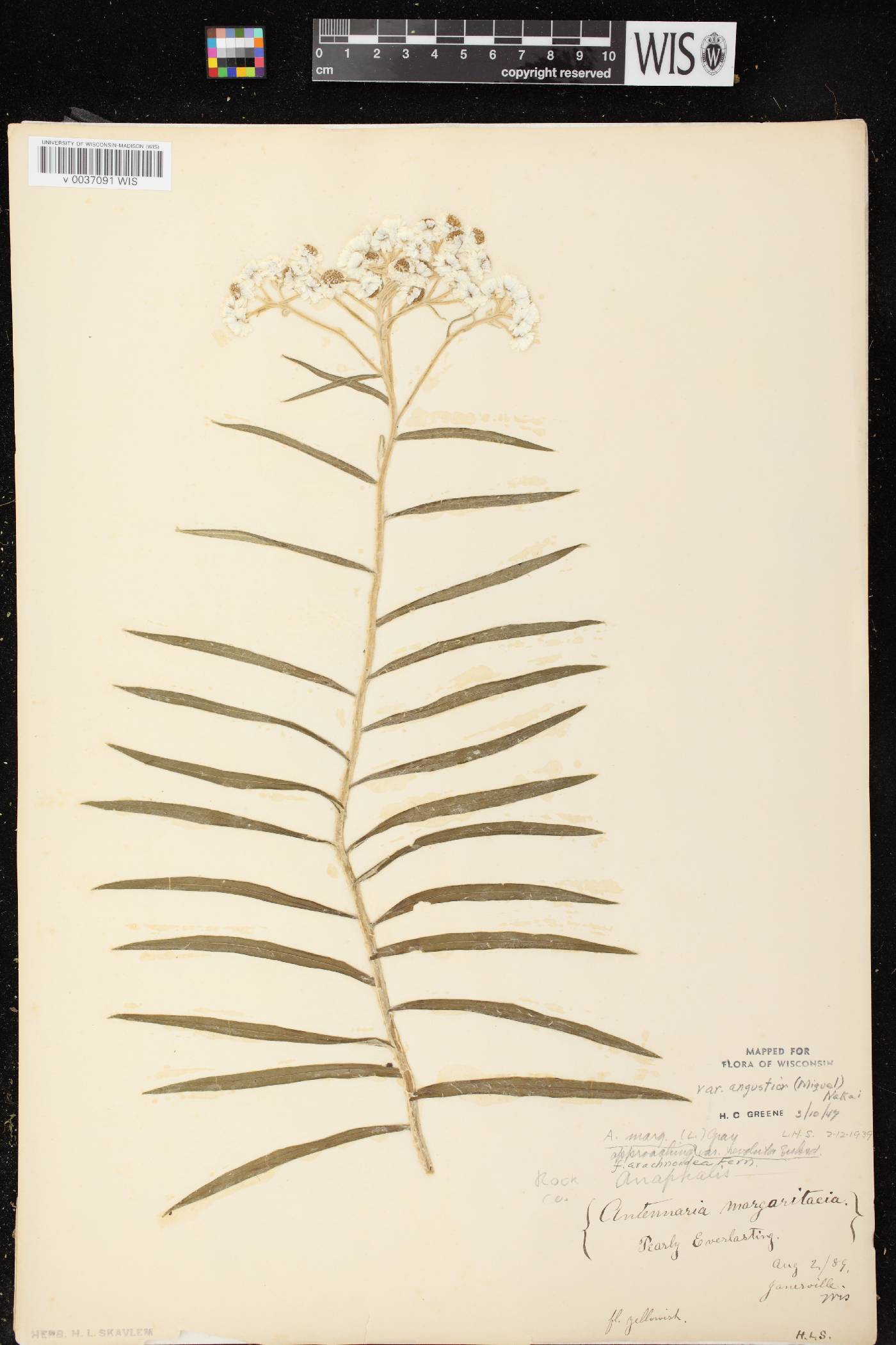 Anaphalis margaritacea image