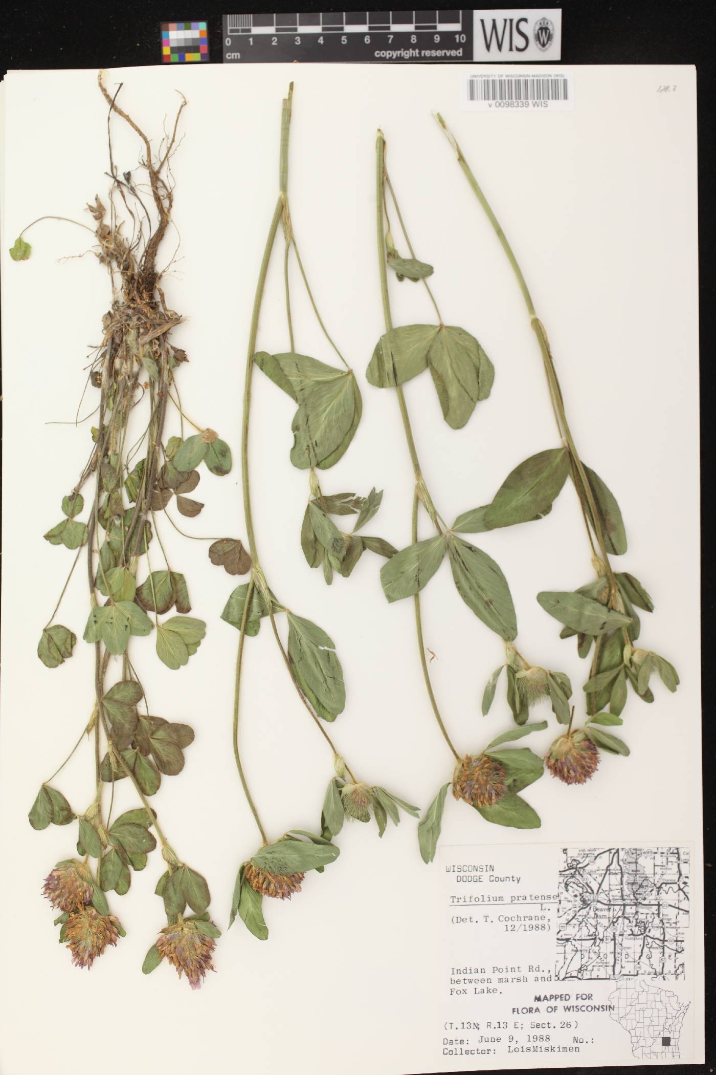 Trifolium pratense image