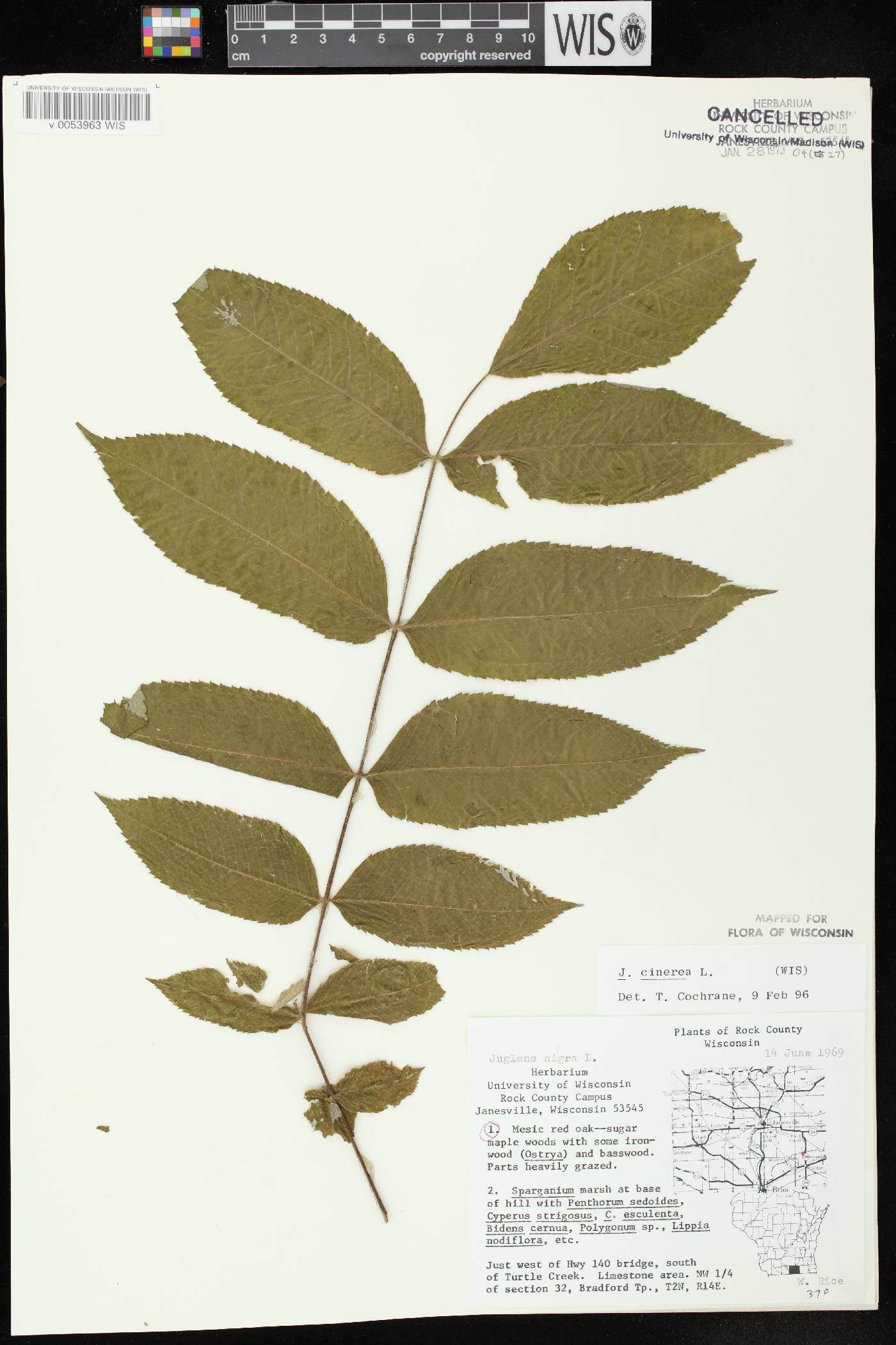Juglans cinerea image