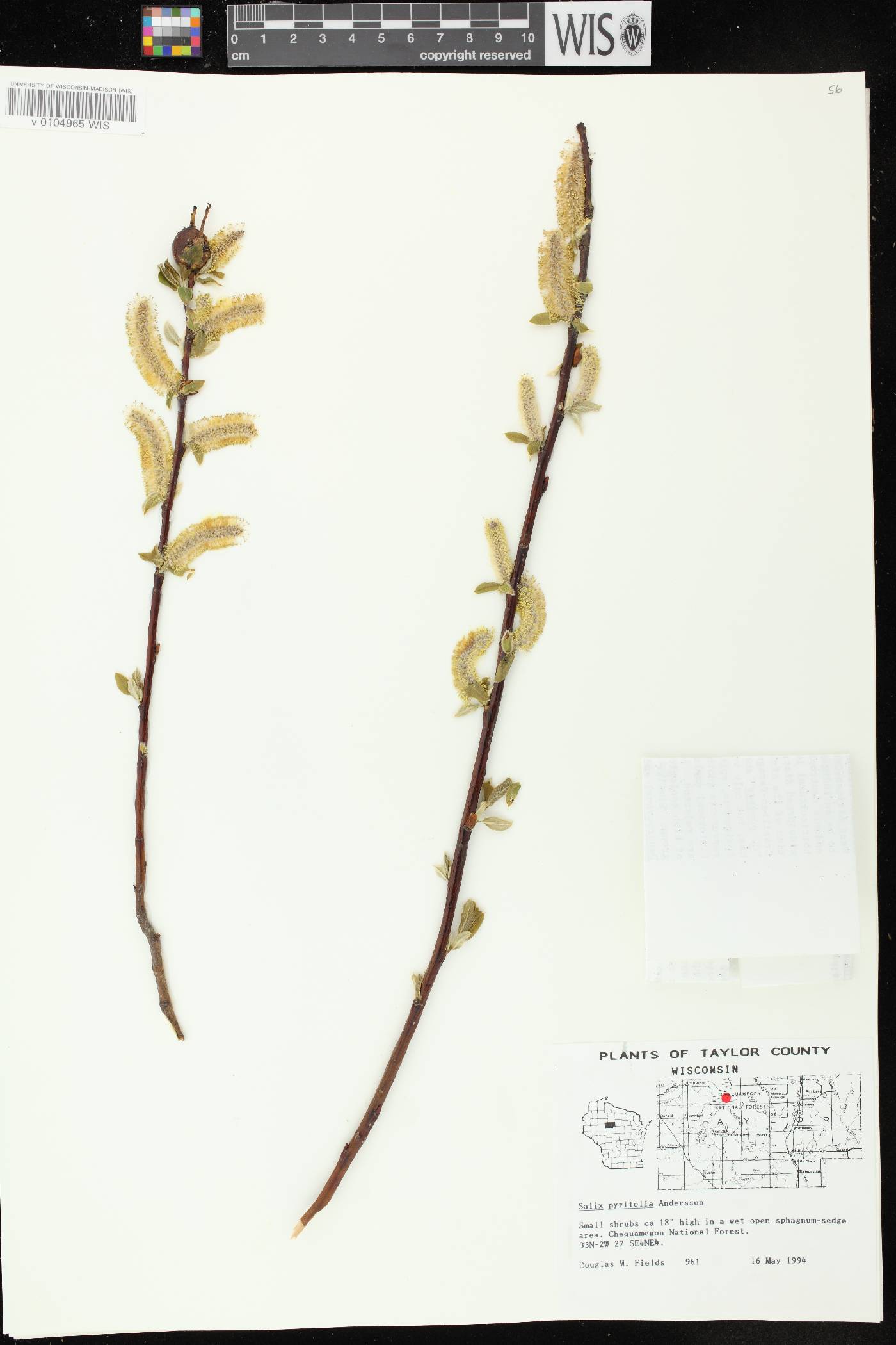Salix pyrifolia image