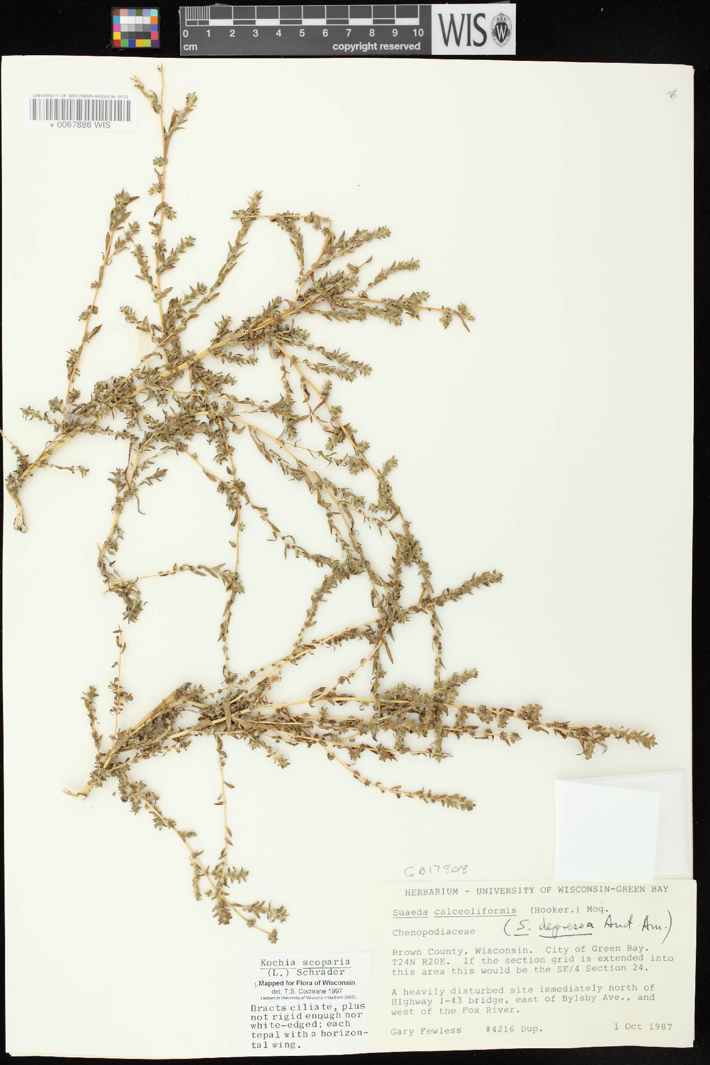 Bassia scoparia image