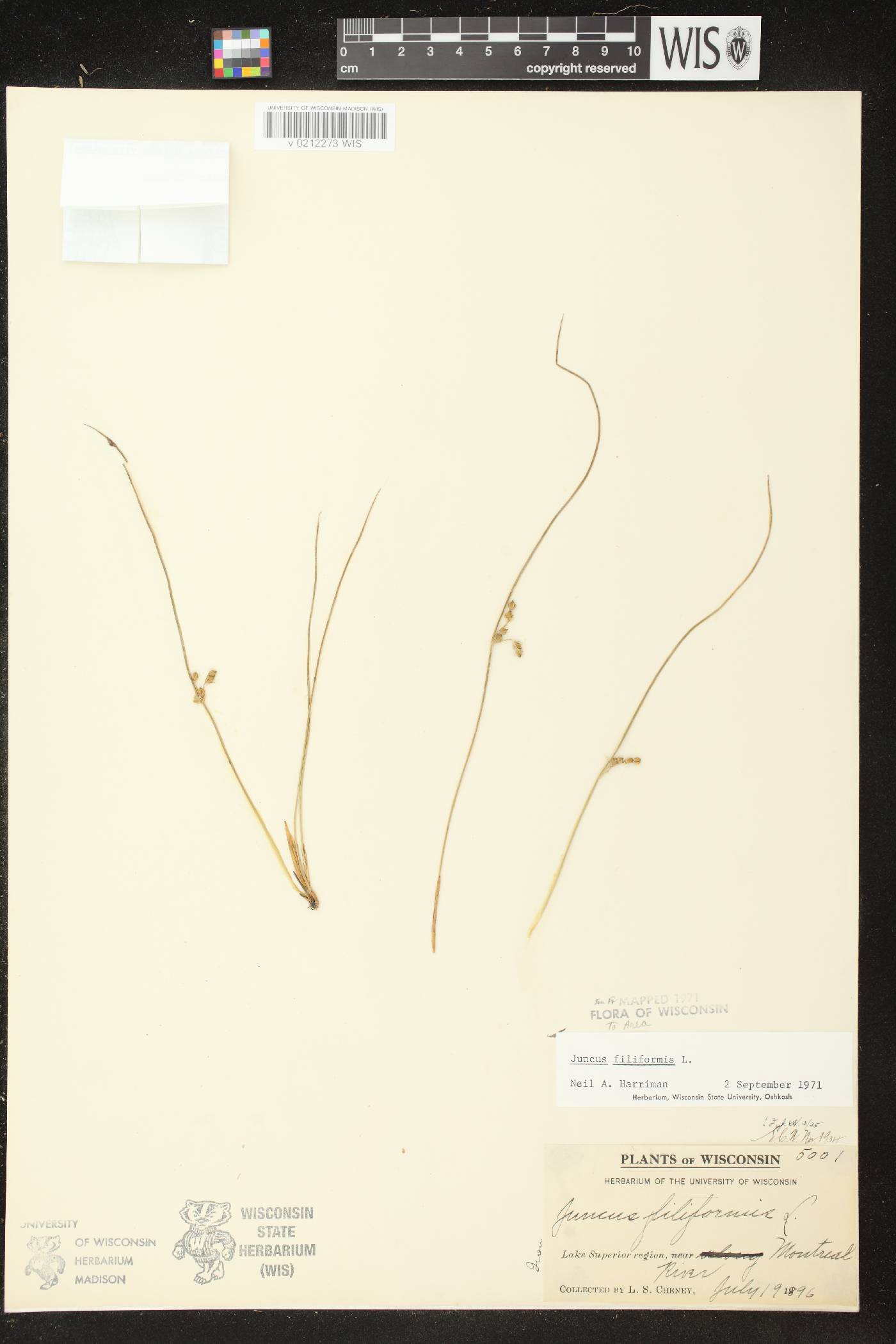 Juncus filiformis image