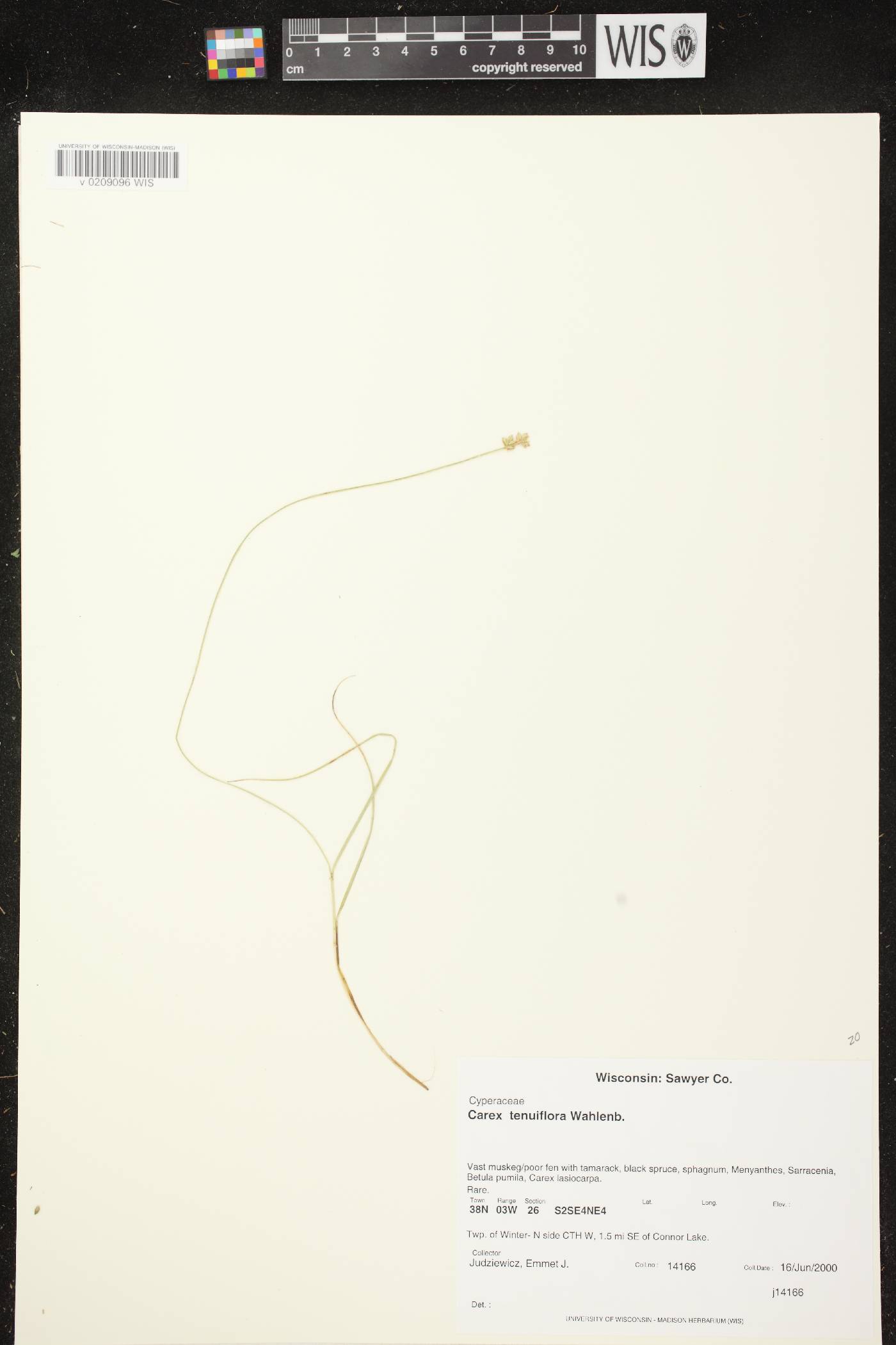 Carex tenuiflora image