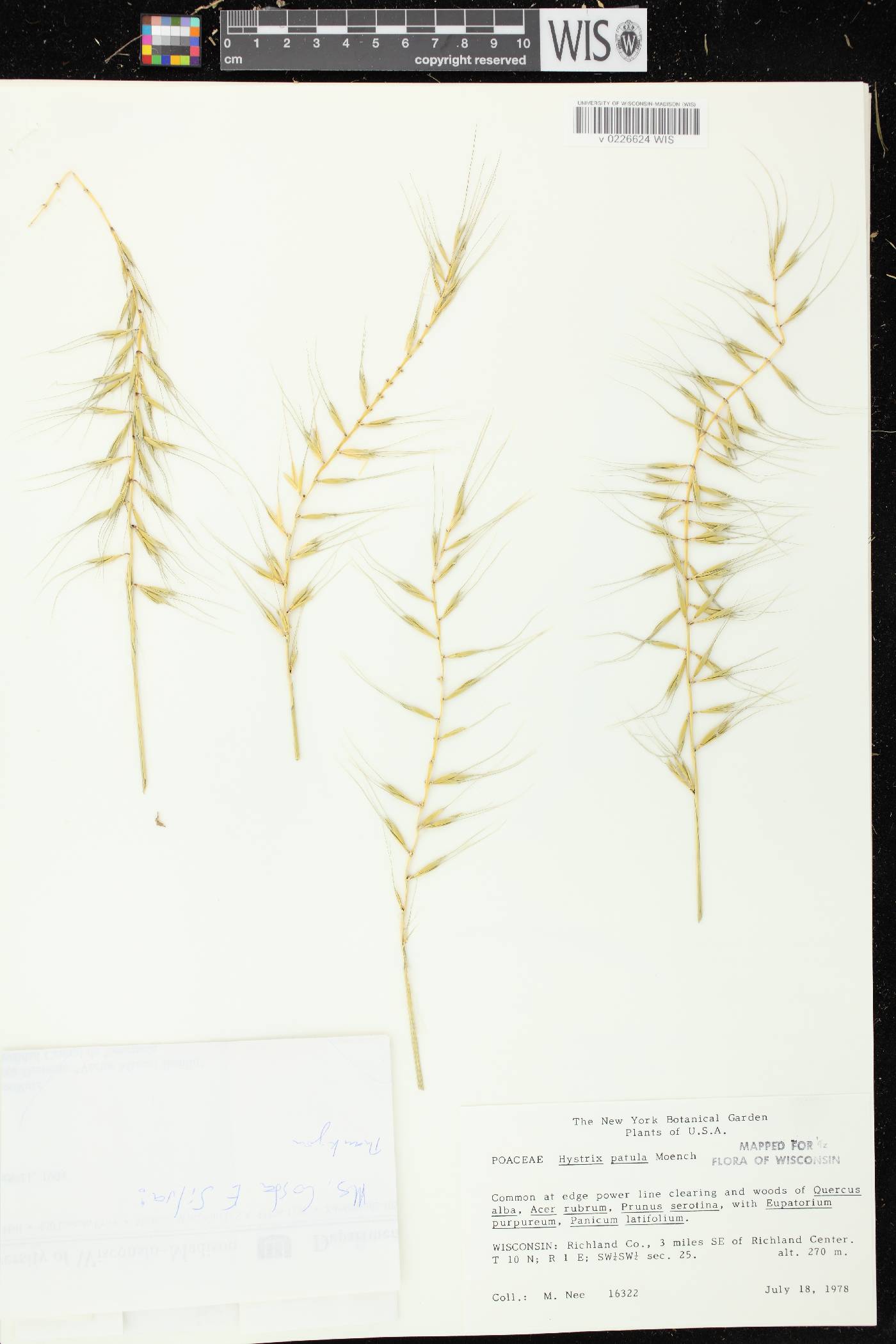 Elymus hystrix var. hystrix image