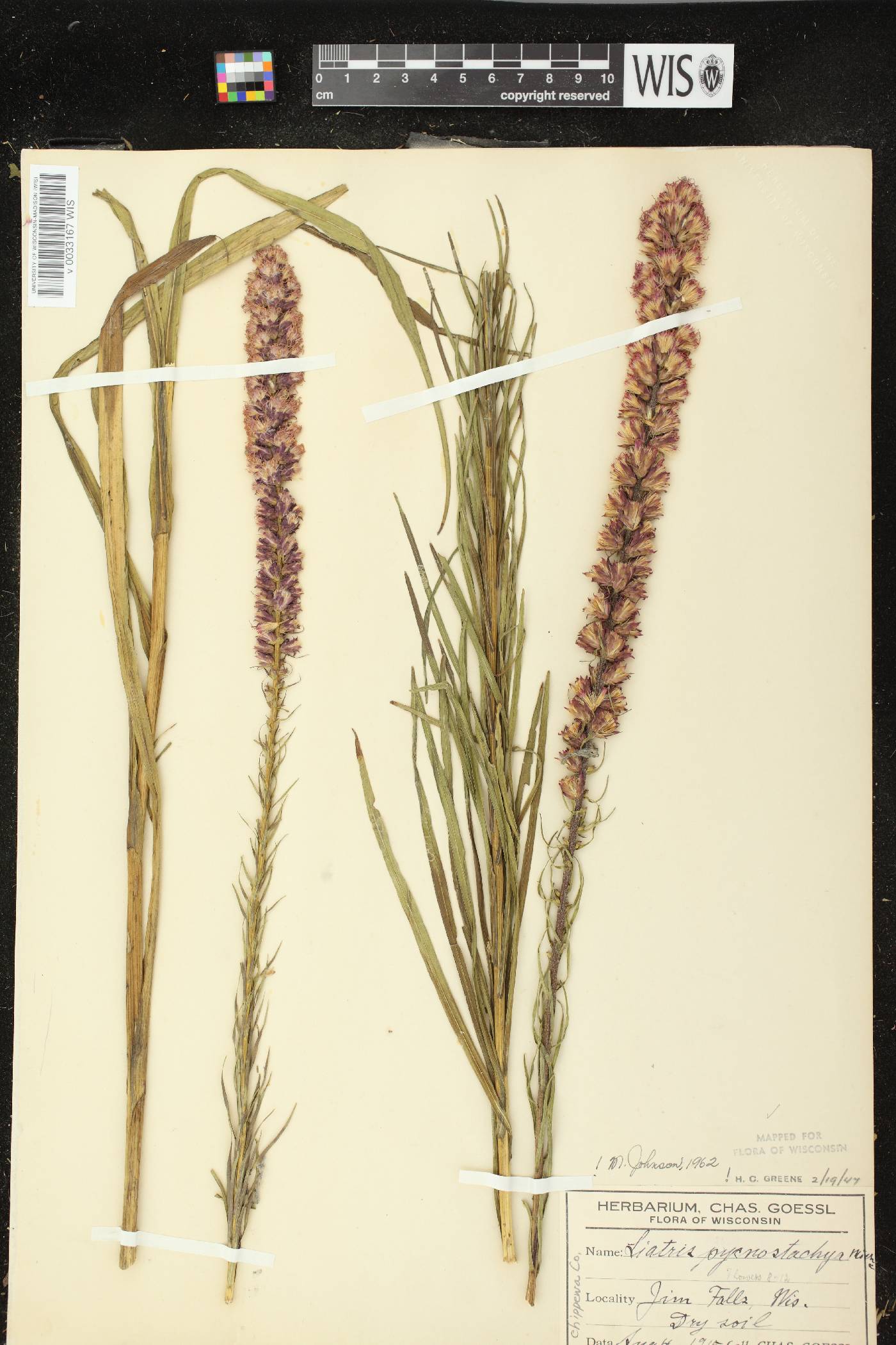 Liatris pycnostachya image