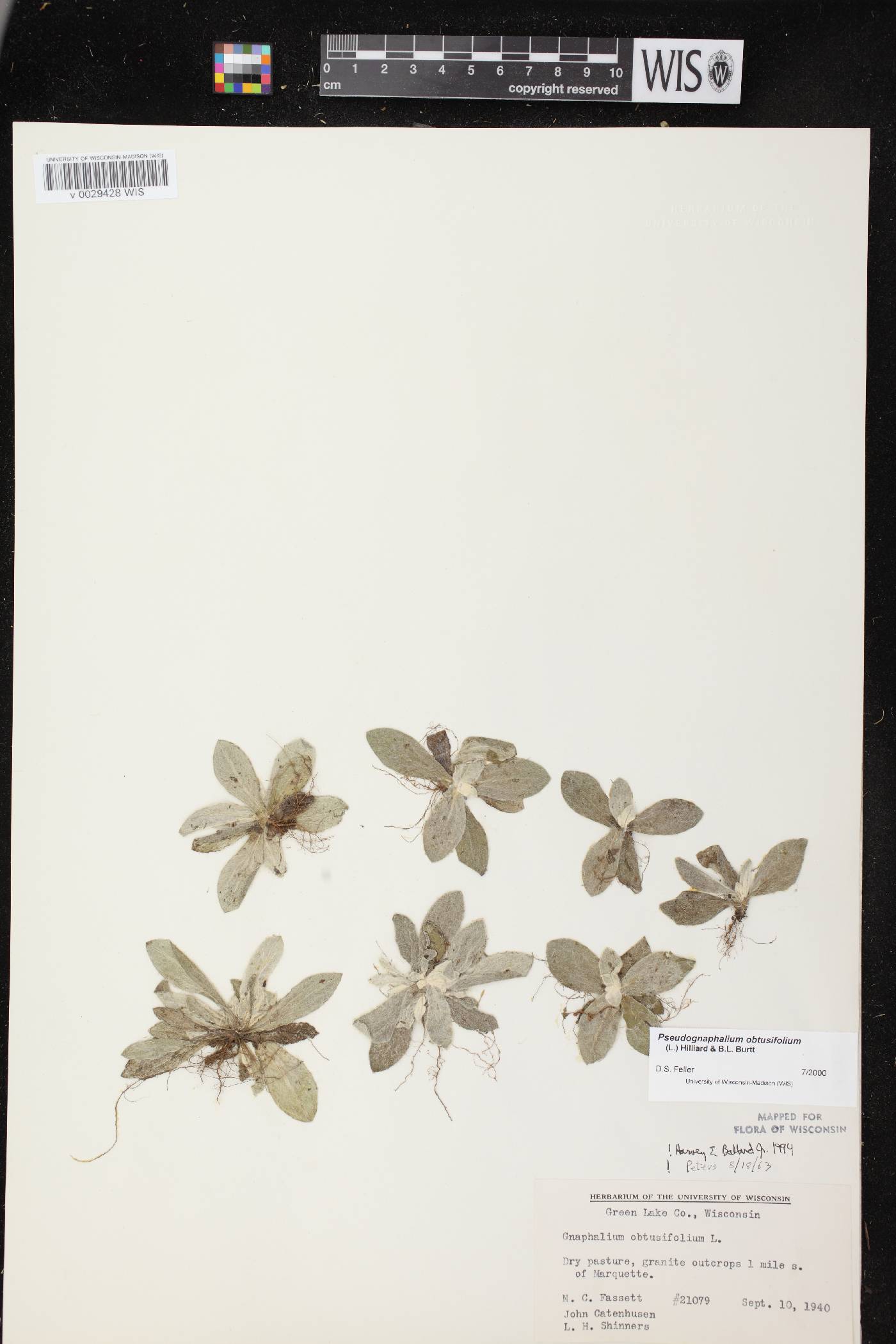 Pseudognaphalium obtusifolium image