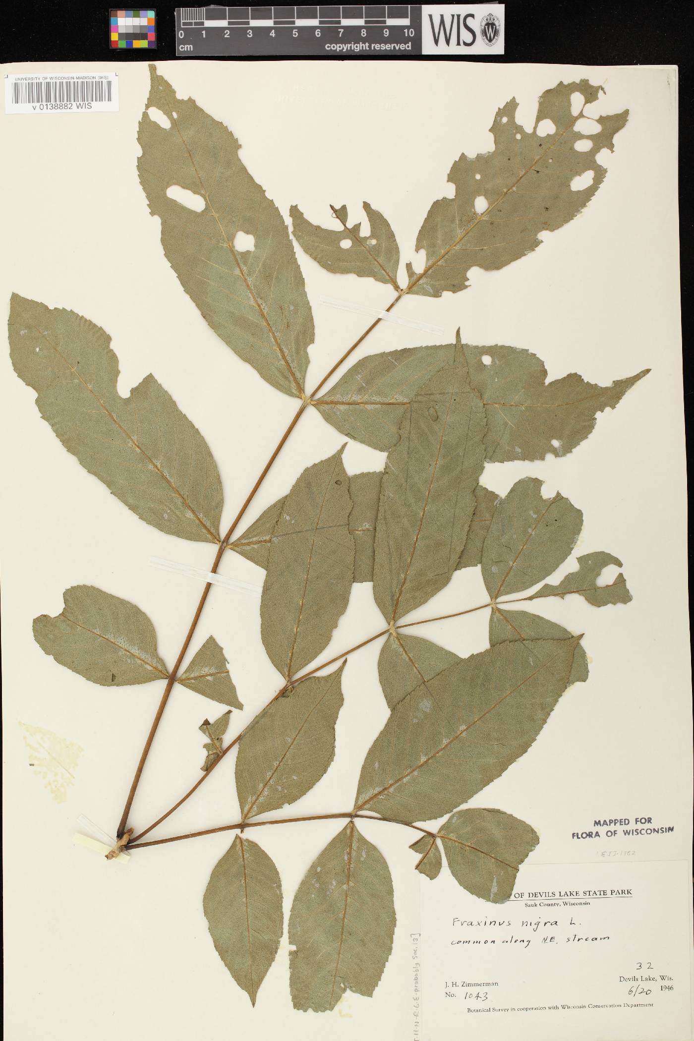 Fraxinus nigra image