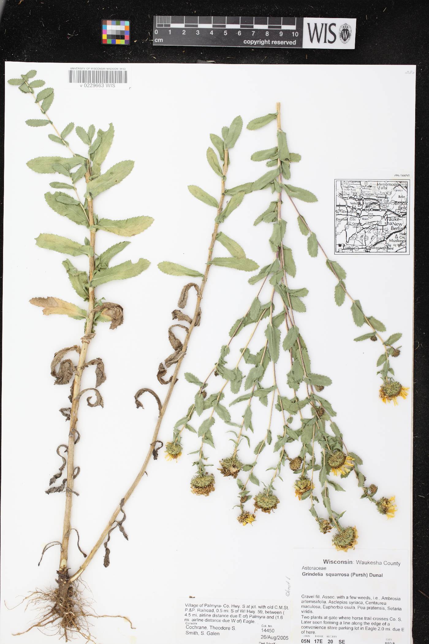 Grindelia squarrosa image