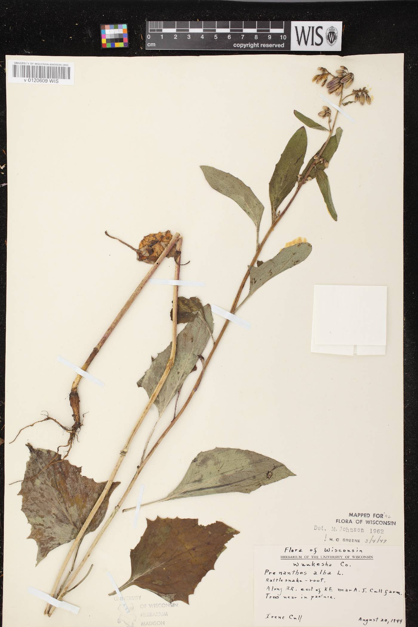 Prenanthes alba image