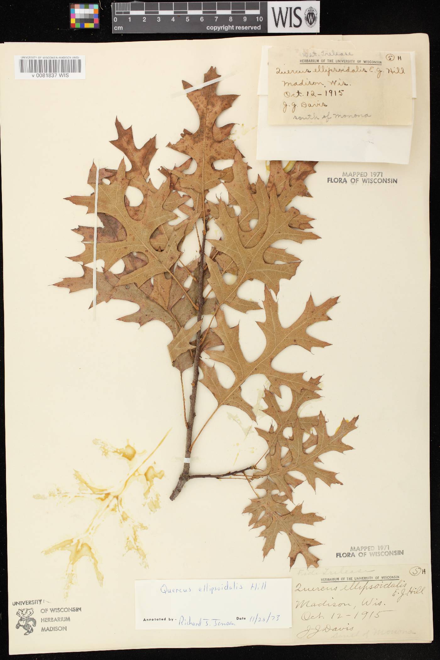 Quercus ellipsoidalis image