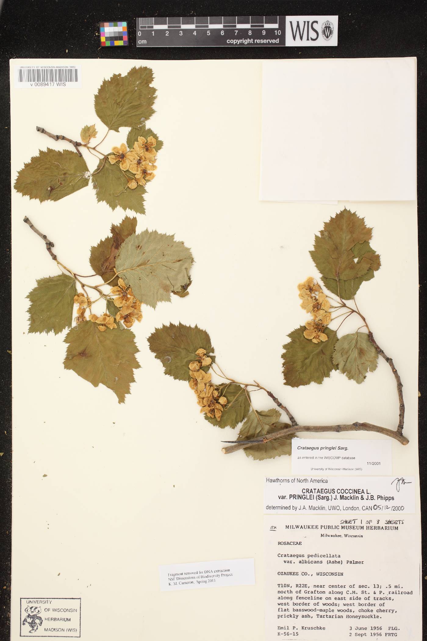 Crataegus coccinea var. pringlei image