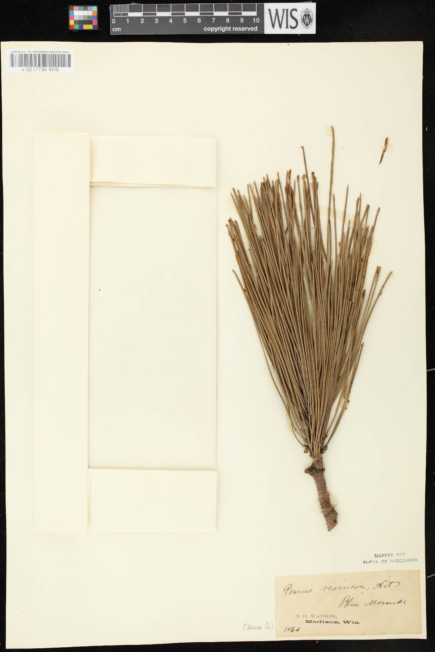 Pinus resinosa image