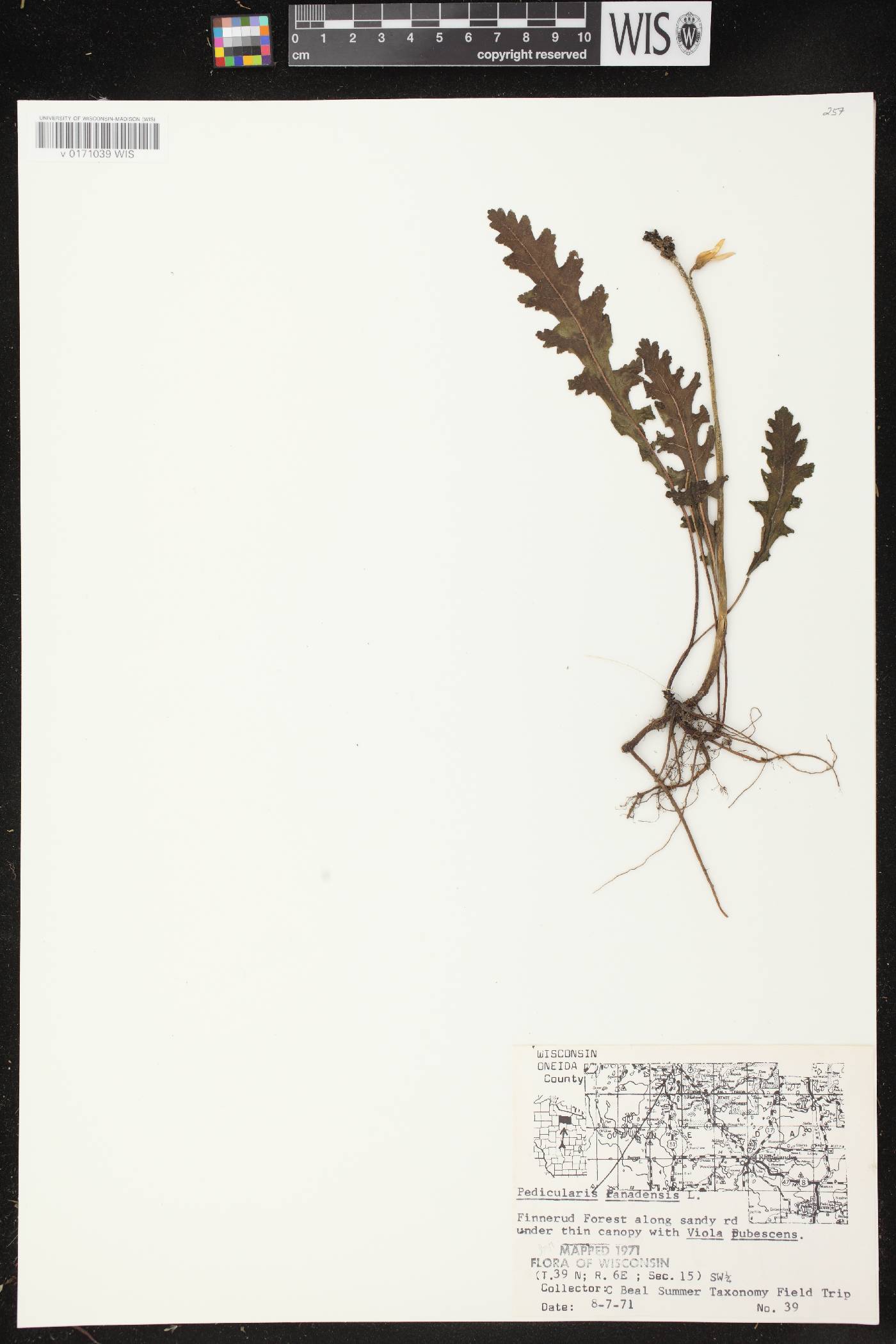 Pedicularis canadensis subsp. canadensis image