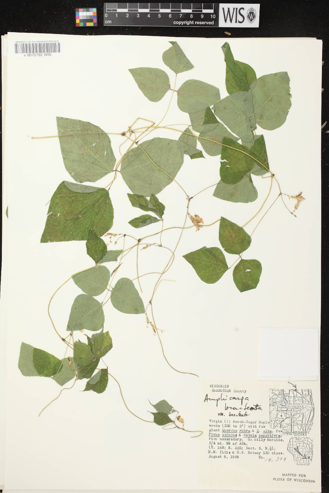 Amphicarpaea bracteata image