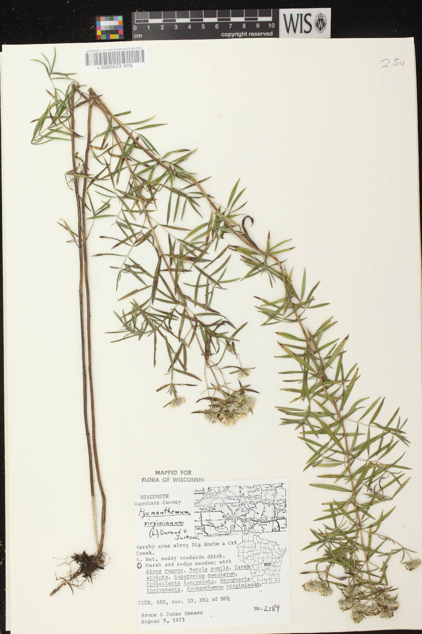 Pycnanthemum virginianum image
