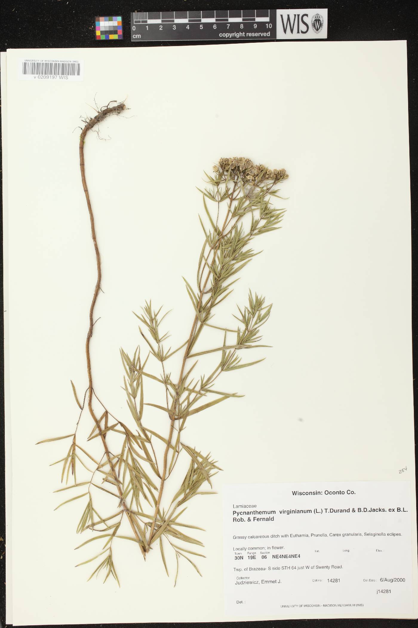 Pycnanthemum virginianum image