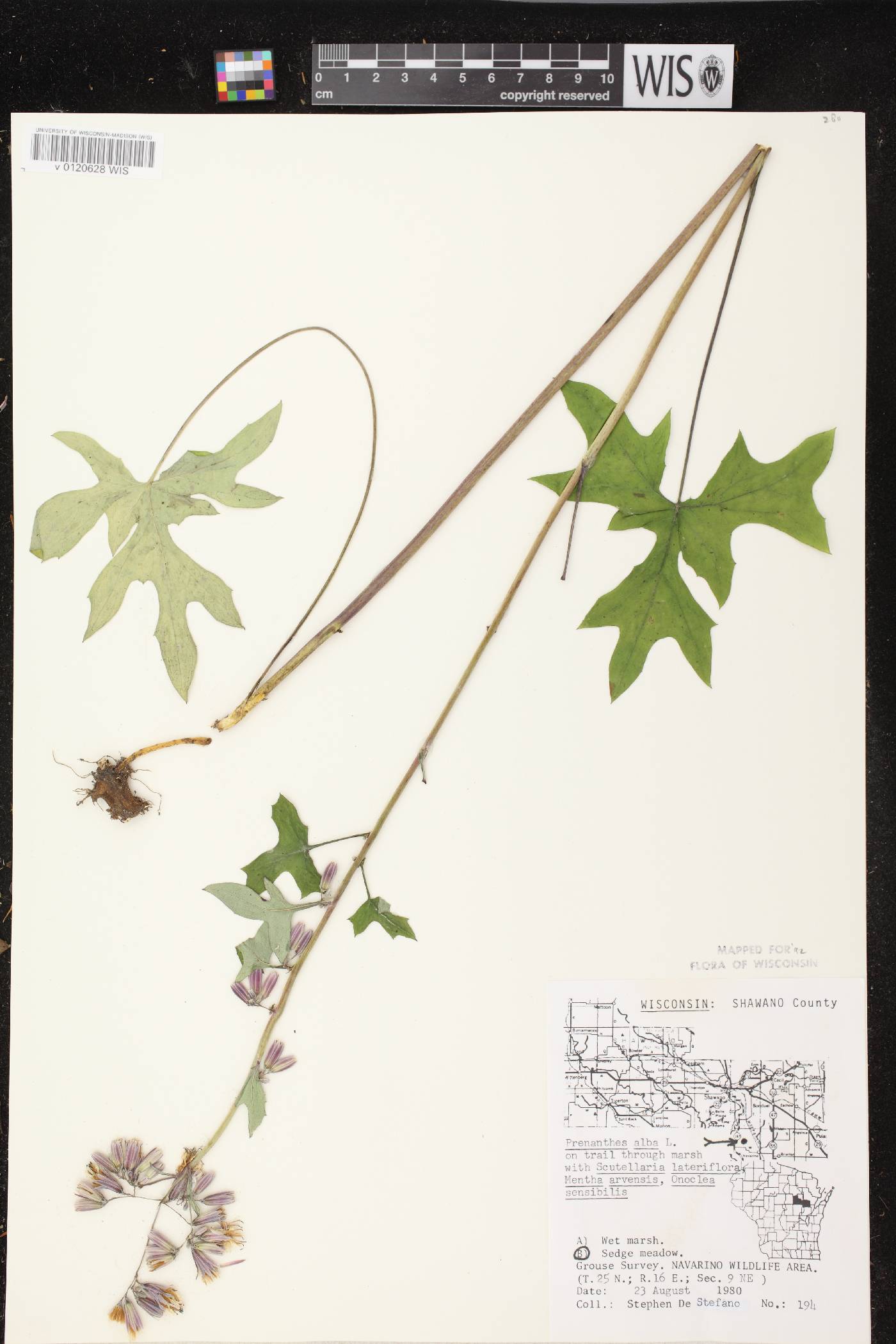 Prenanthes alba image