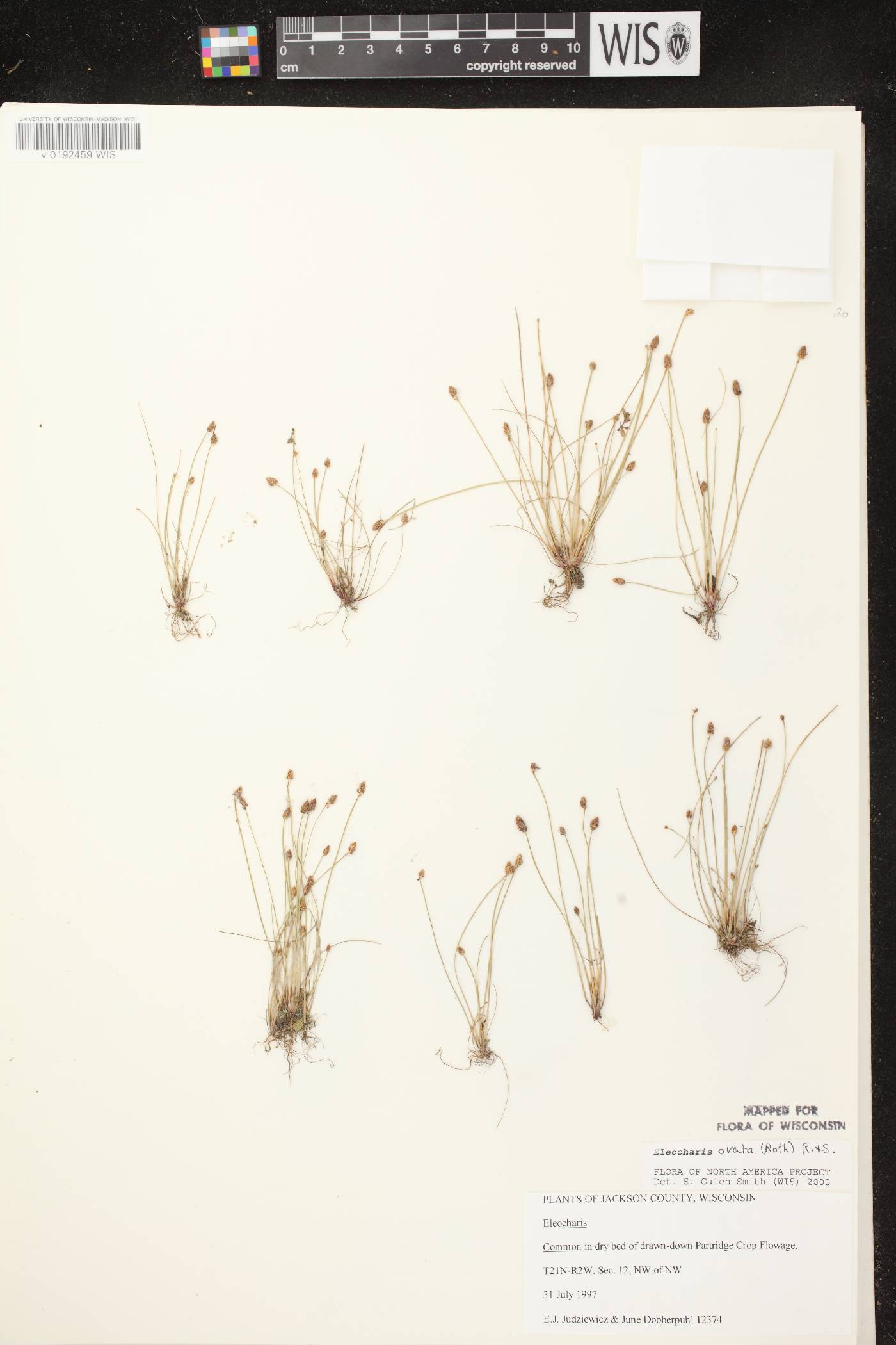 Eleocharis ovata image