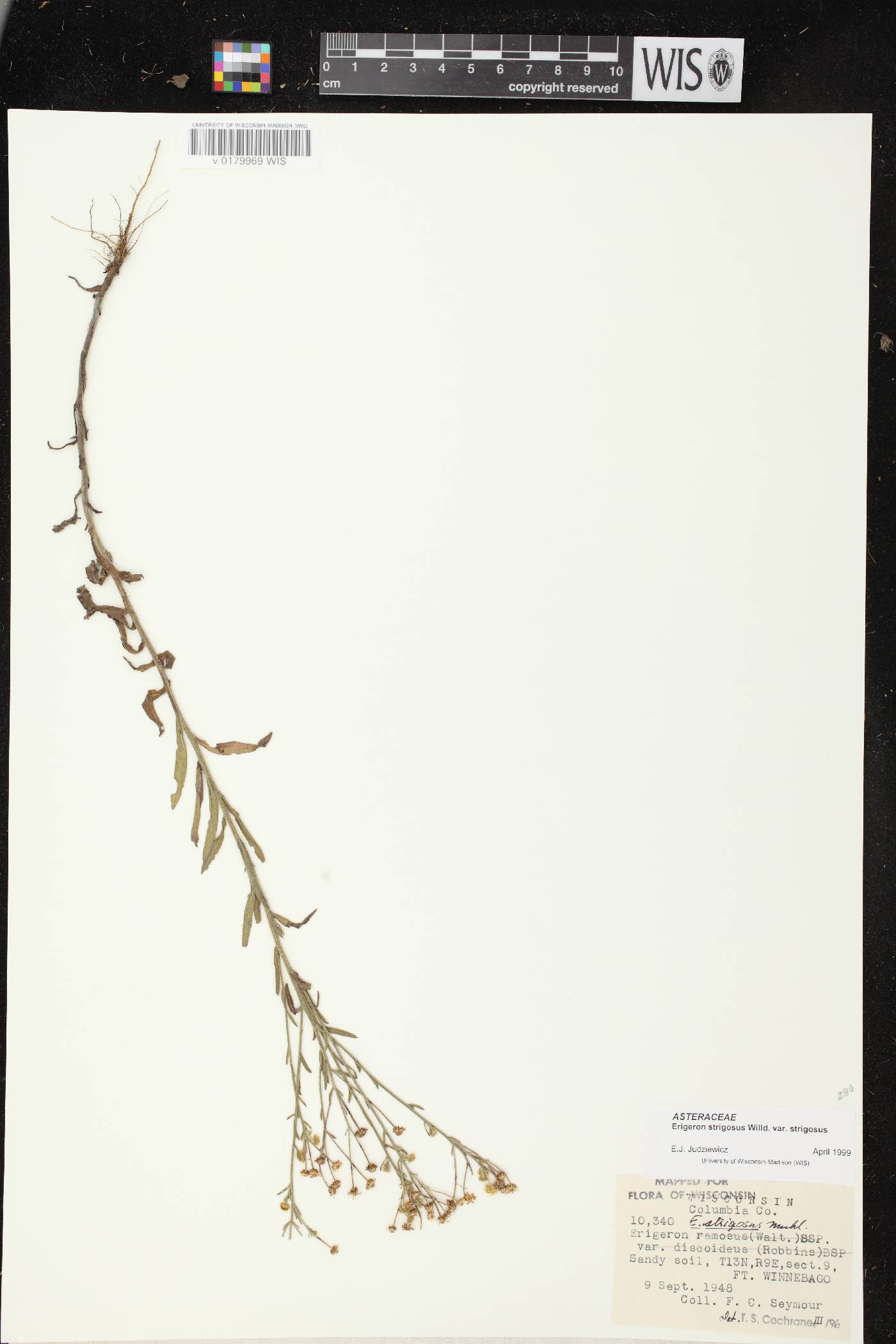 Erigeron strigosus image