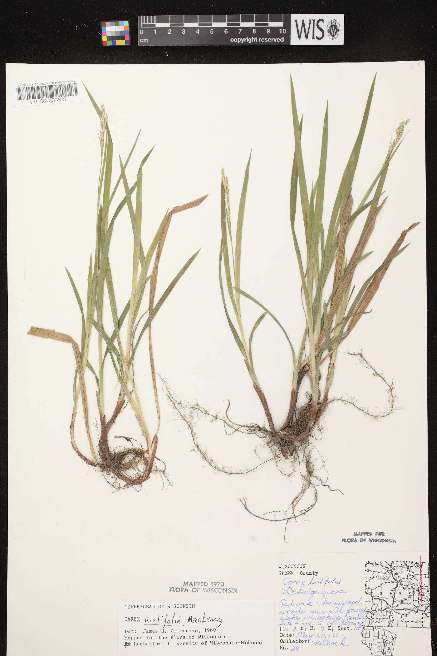 Carex hirtifolia image