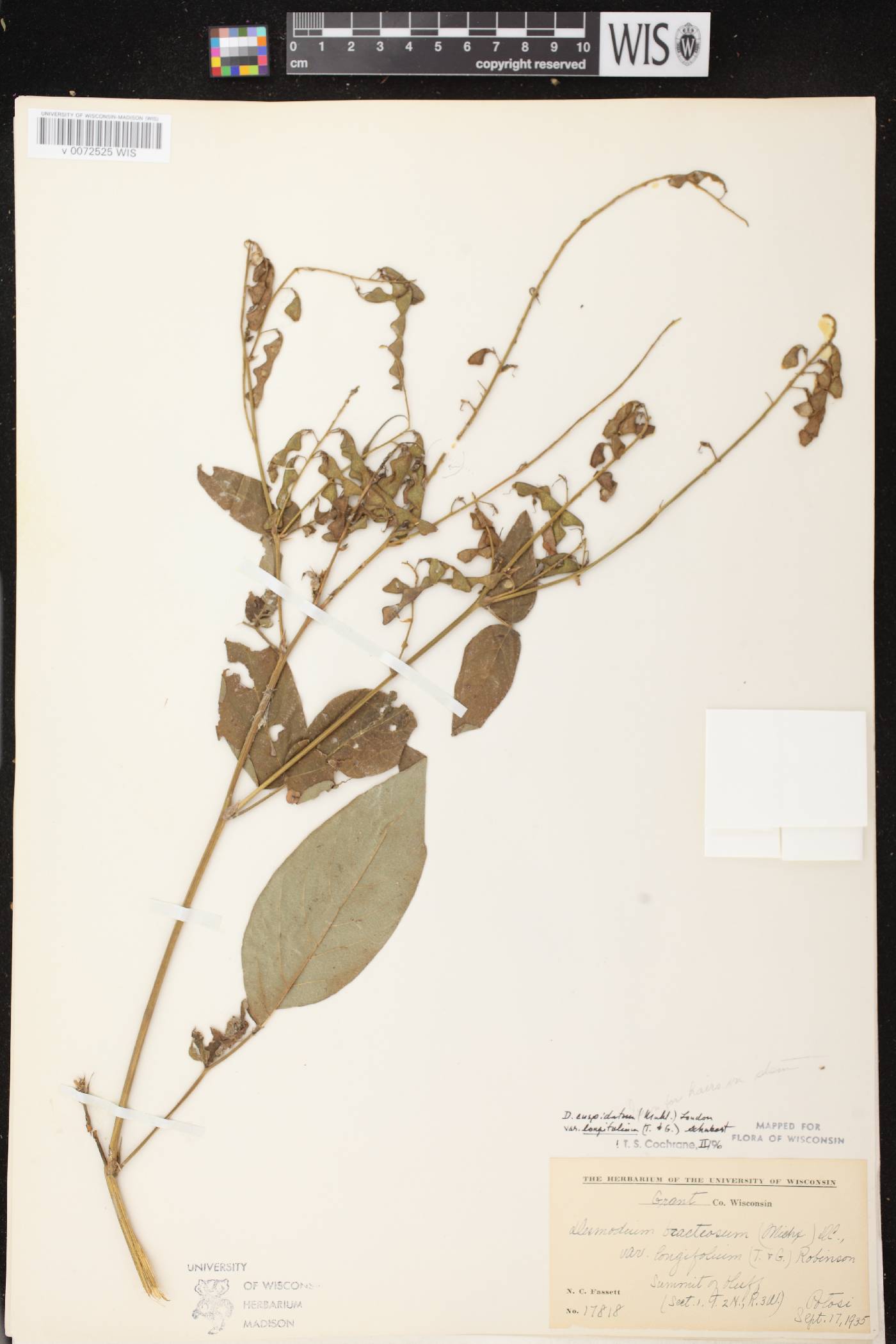 Desmodium cuspidatum image
