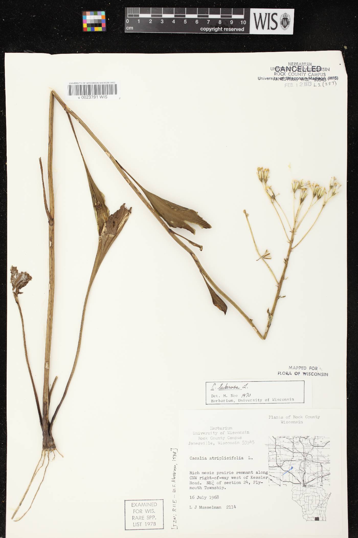 Arnoglossum plantagineum image