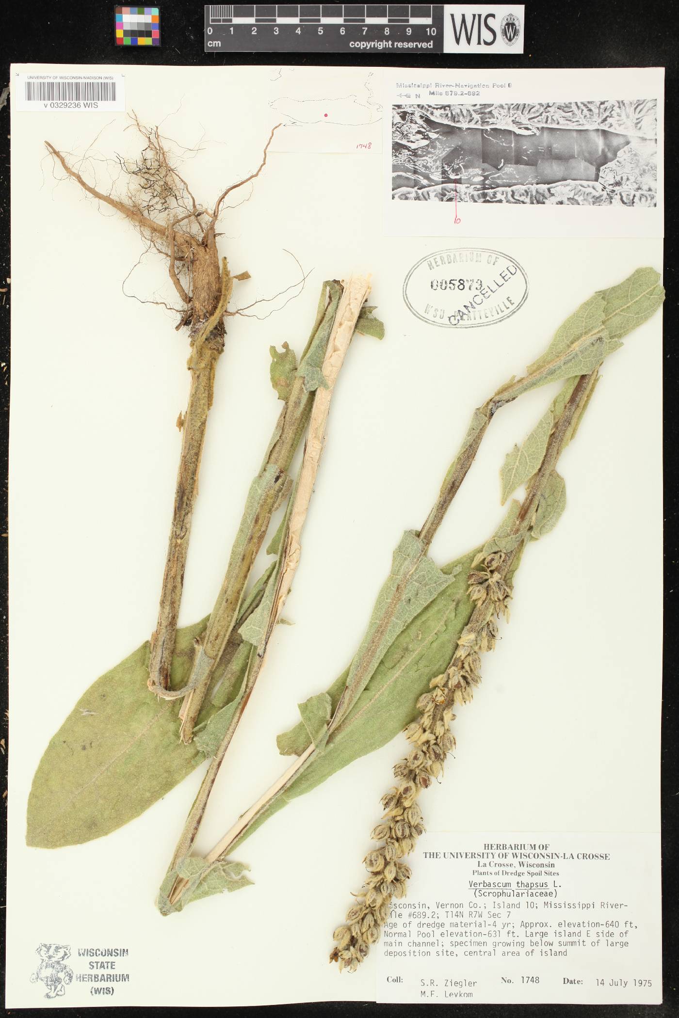 Verbascum thapsus image