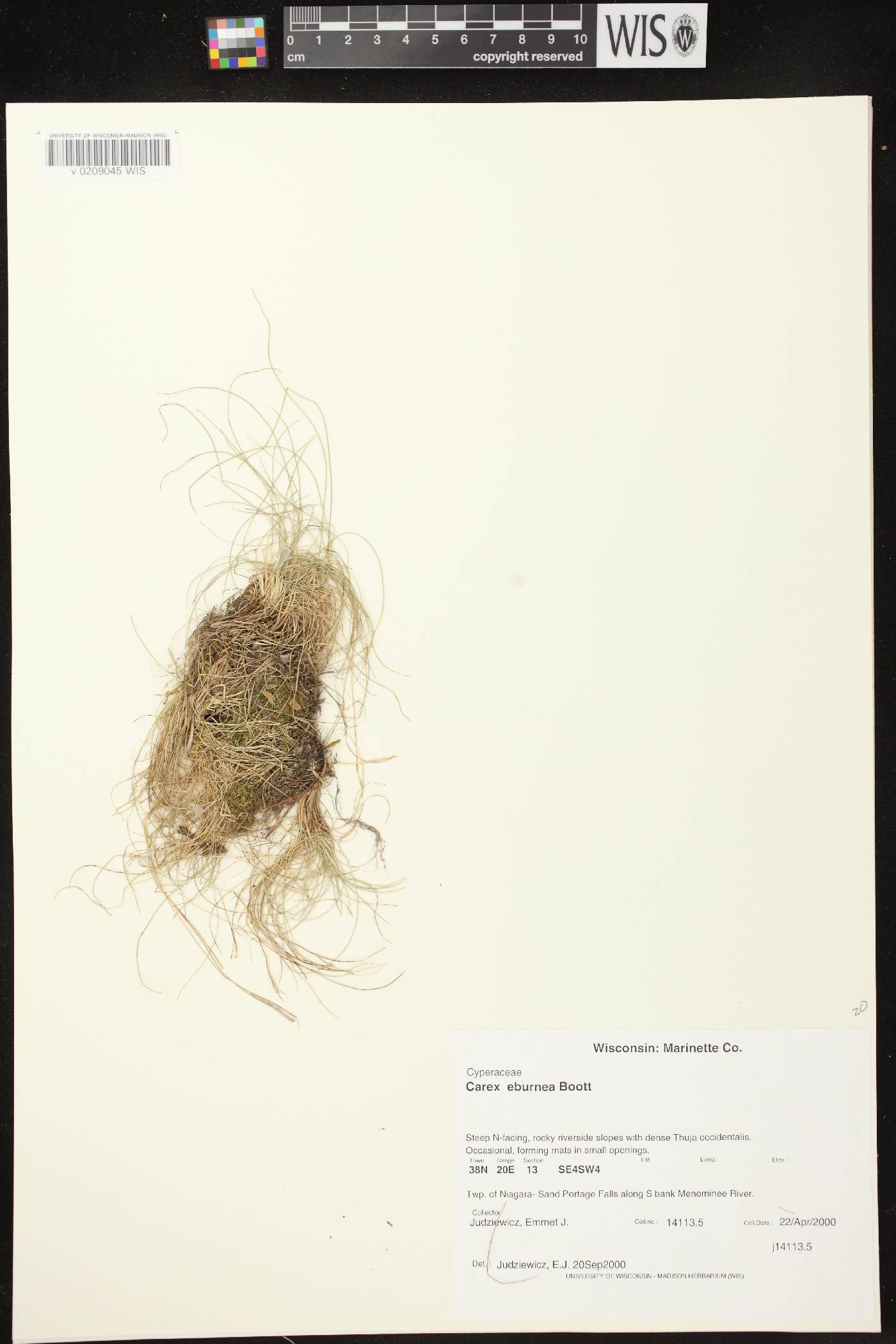Carex eburnea image