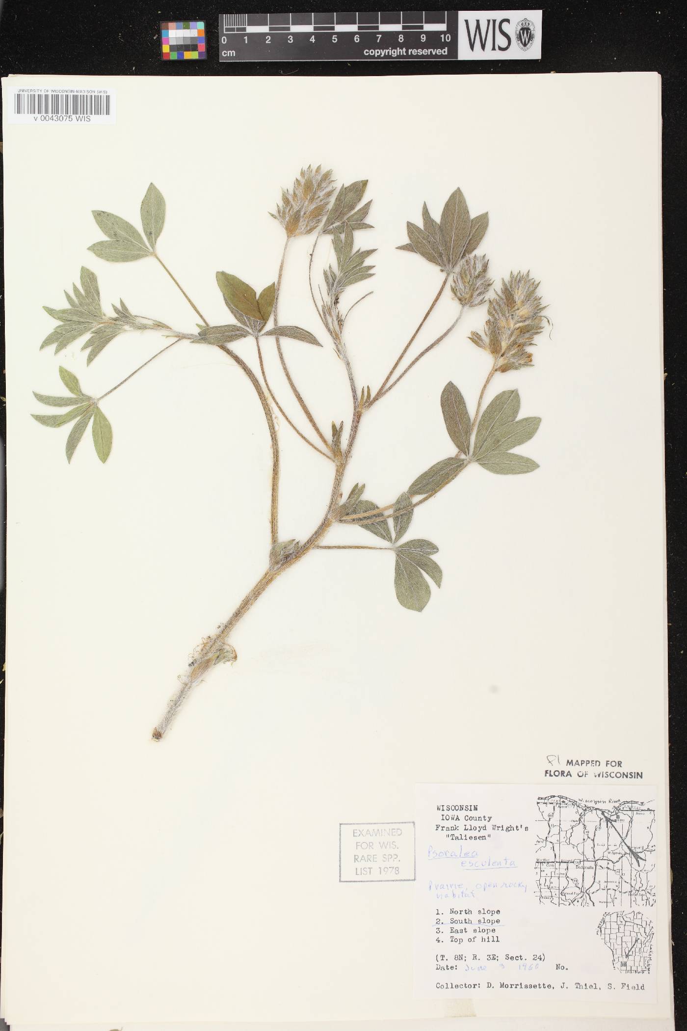 Pediomelum esculentum image