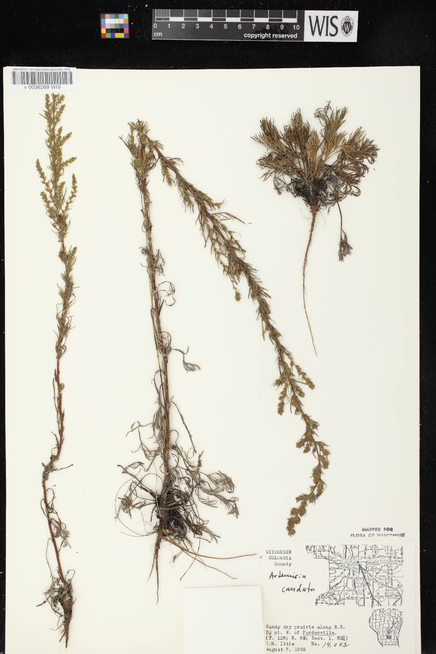 Artemisia campestris image
