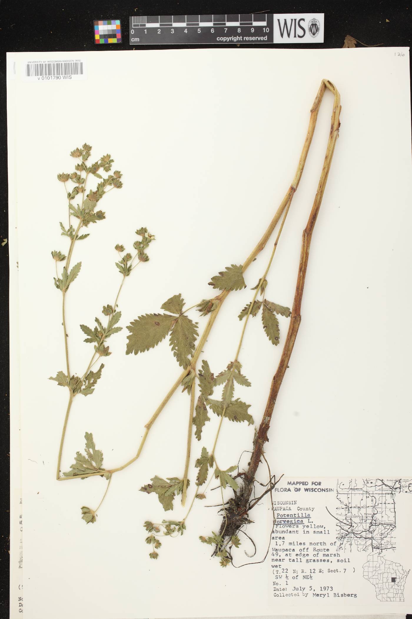 Potentilla norvegica image