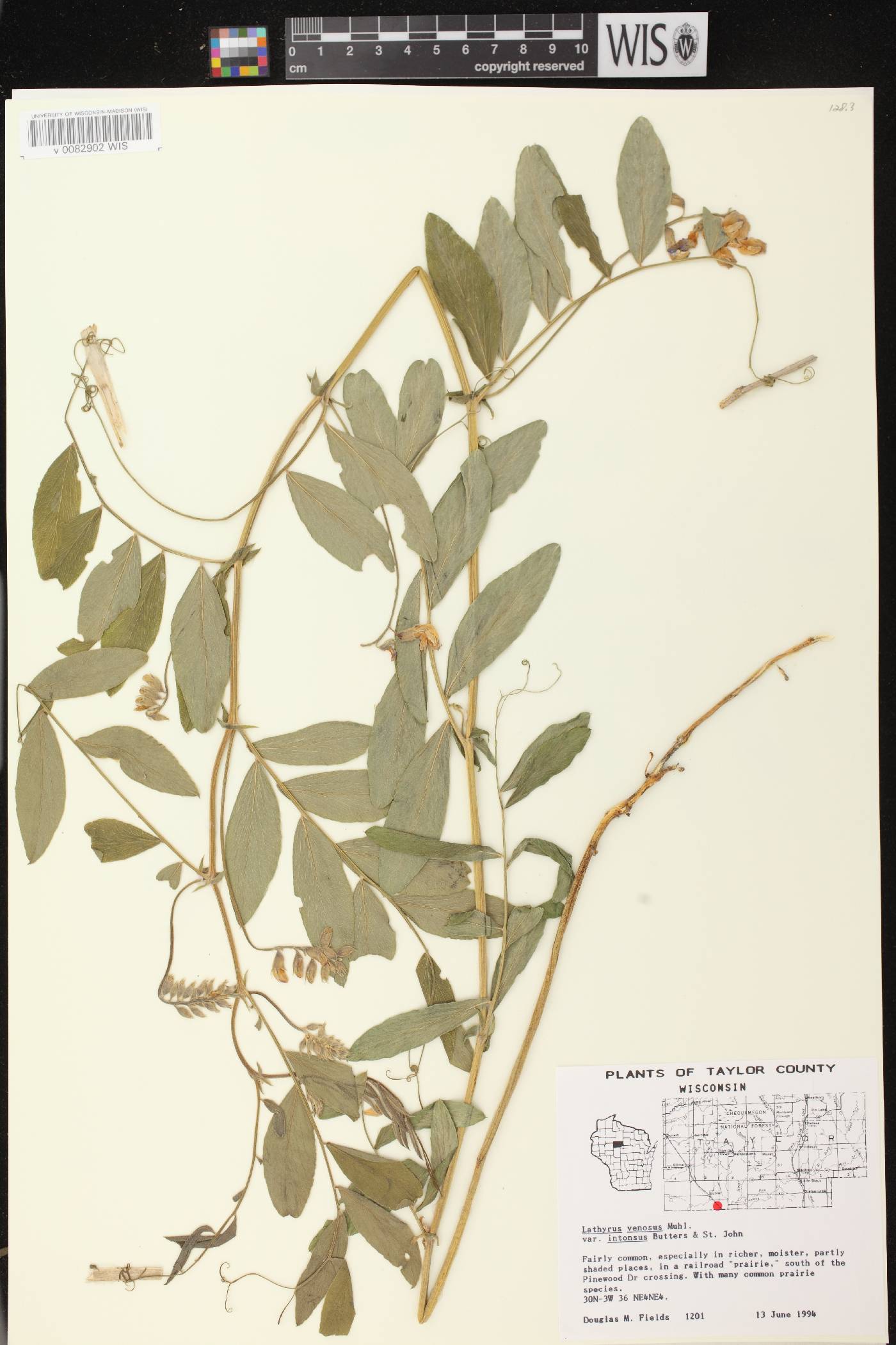 Lathyrus venosus image