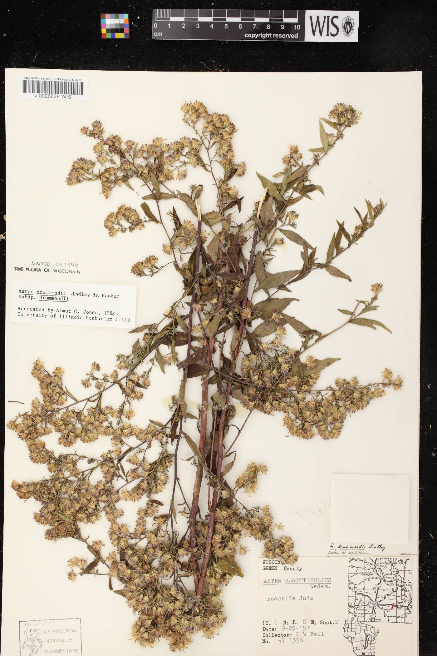 Symphyotrichum drummondii var. drummondii image
