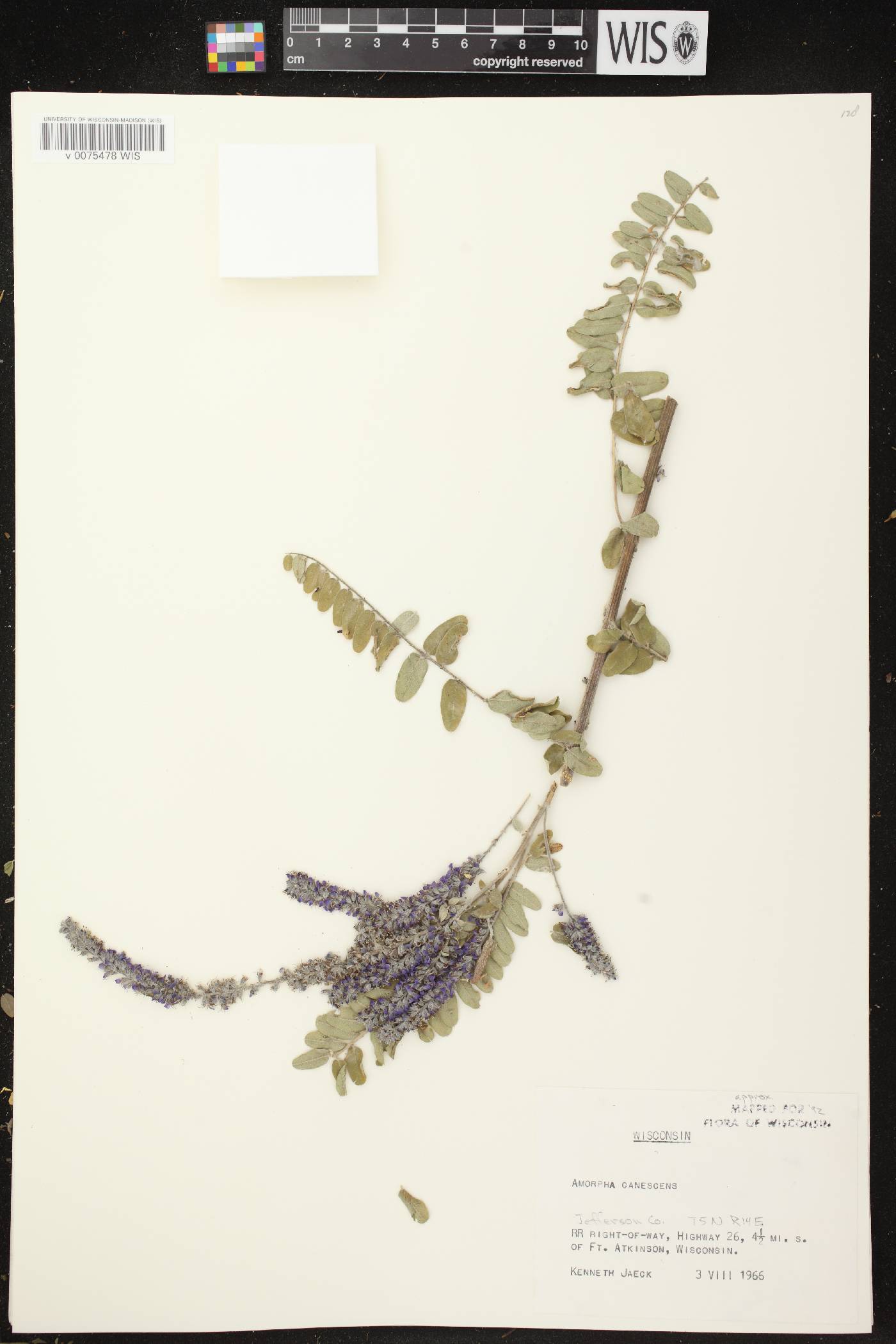 Amorpha canescens image