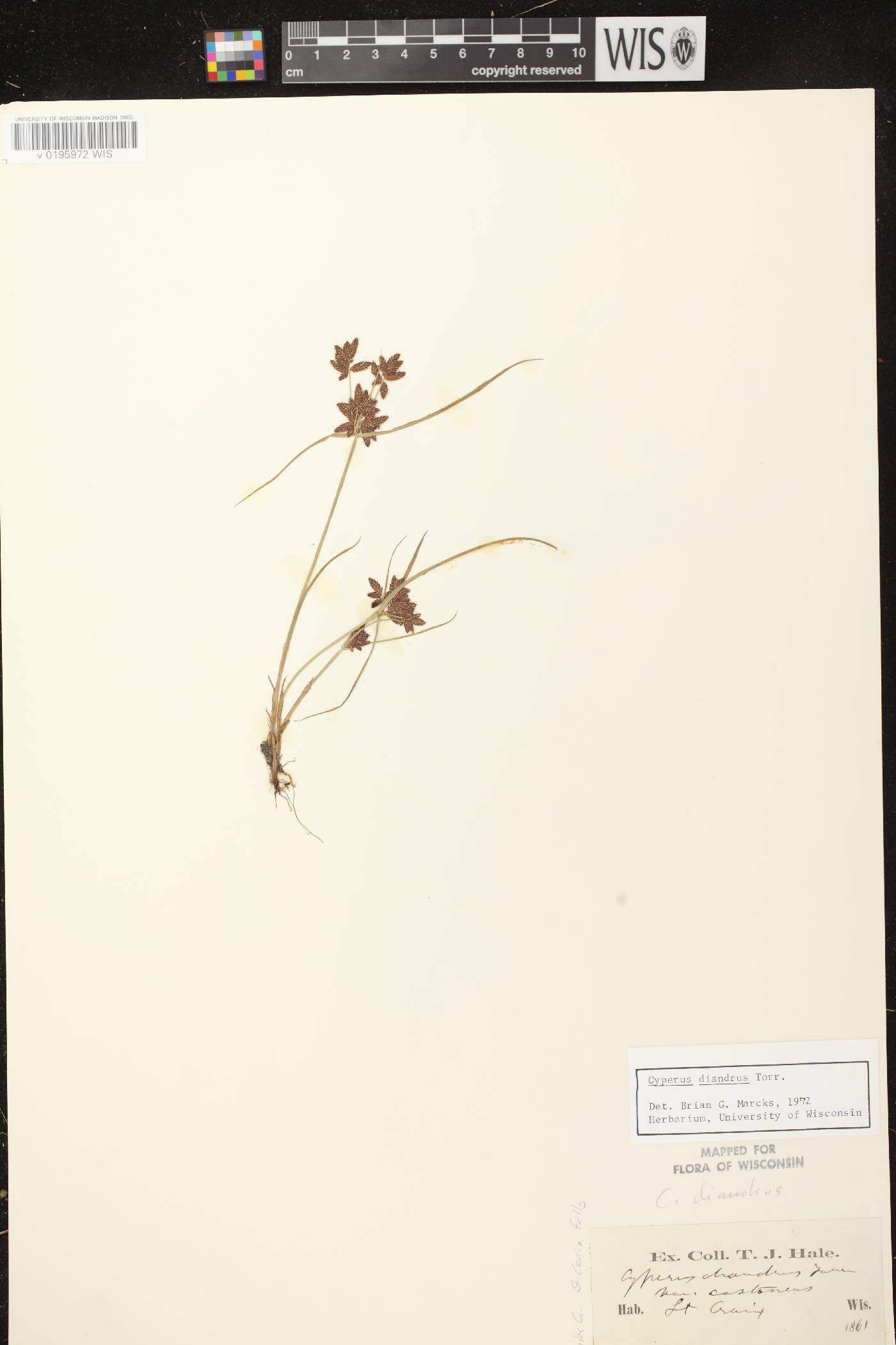 Cyperus diandrus image