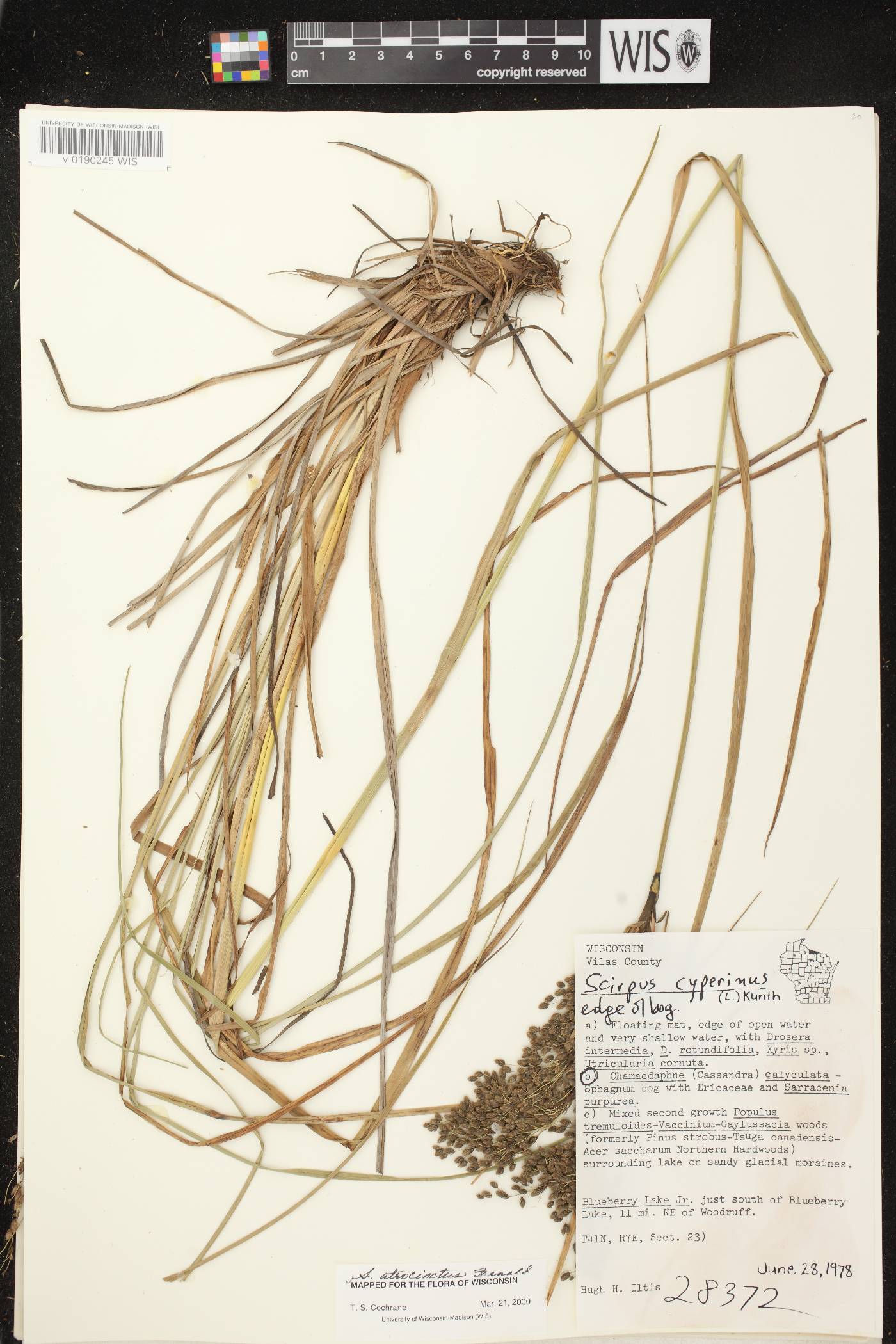 Scirpus atrocinctus image