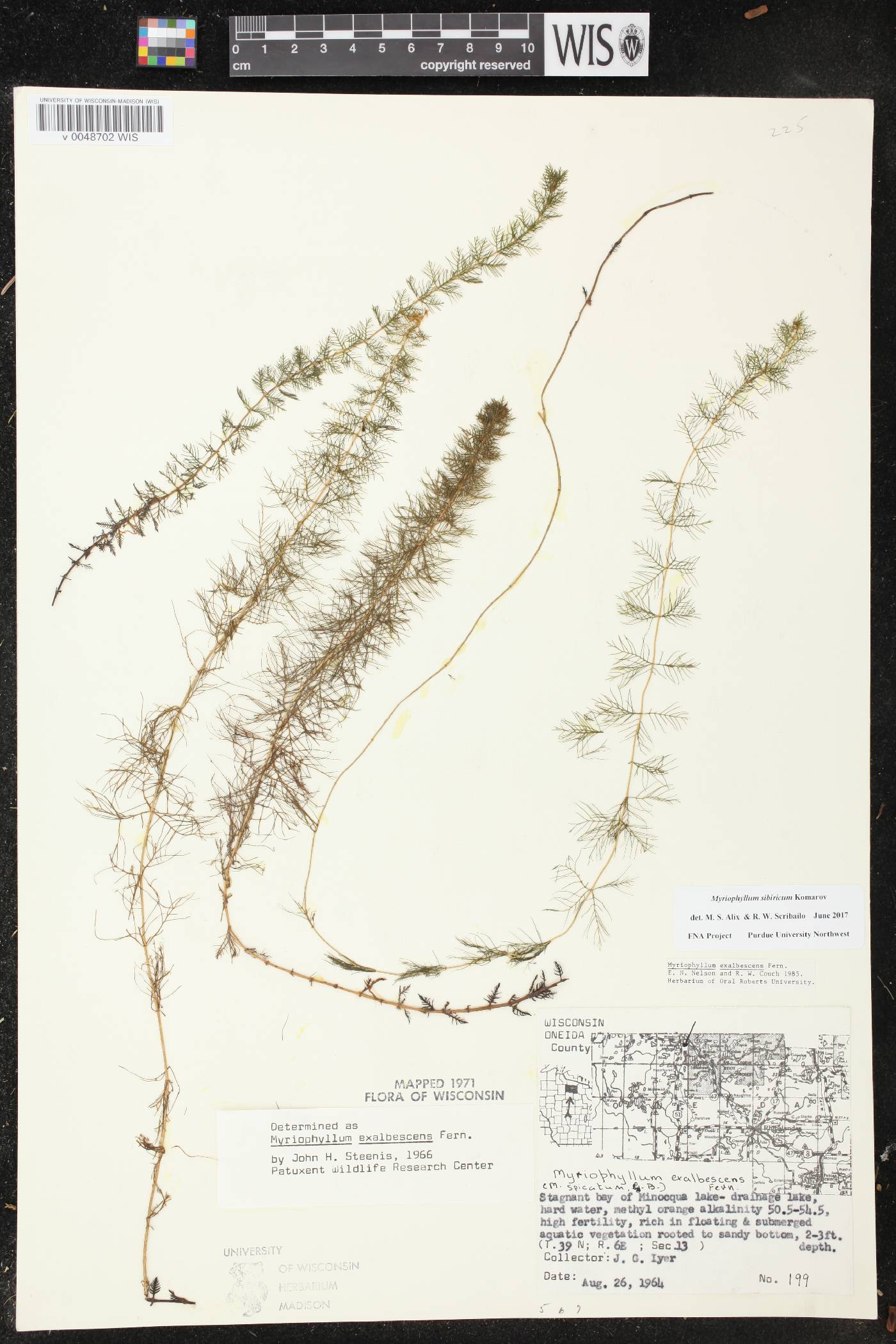 Myriophyllum sibiricum image
