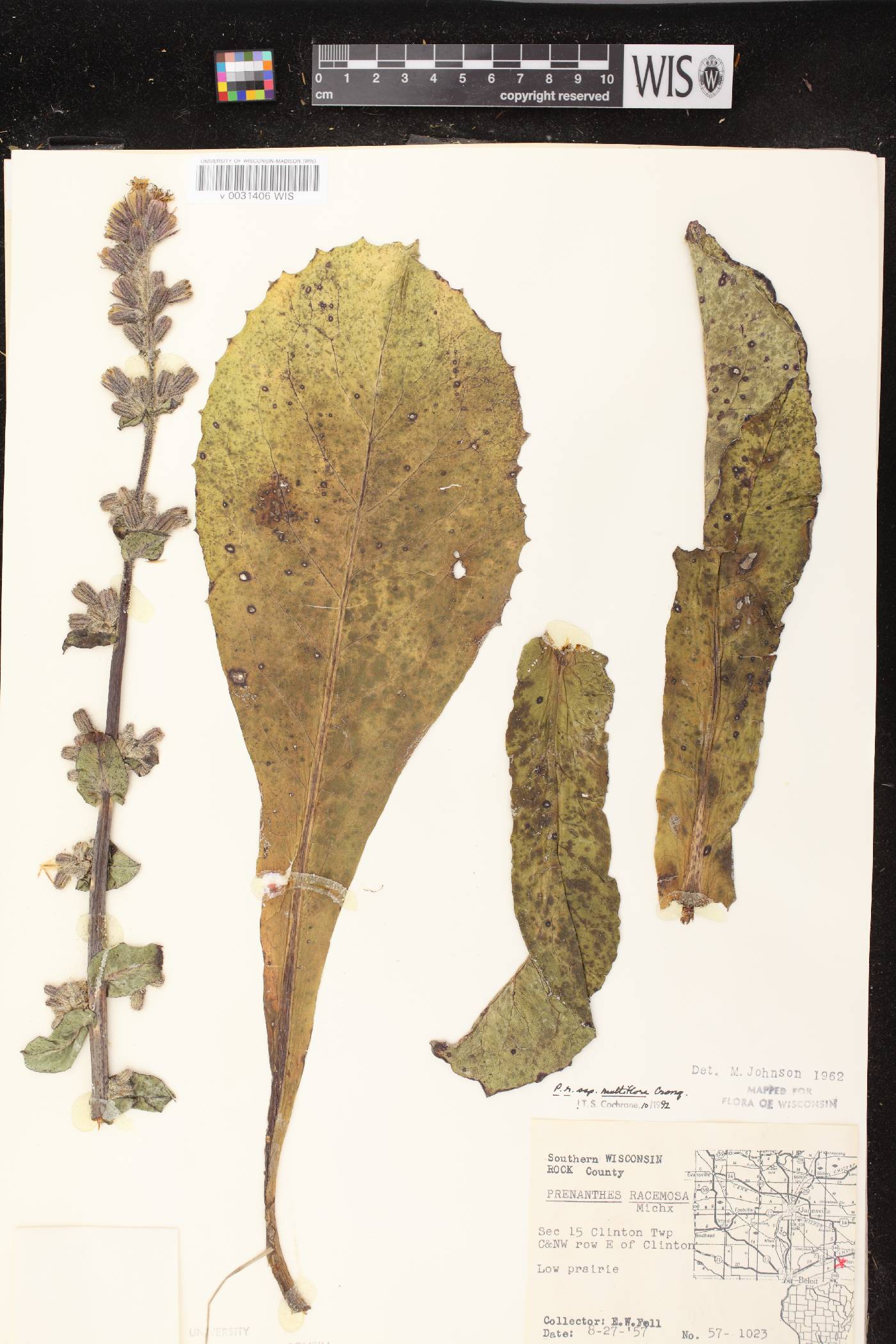 Prenanthes racemosa image