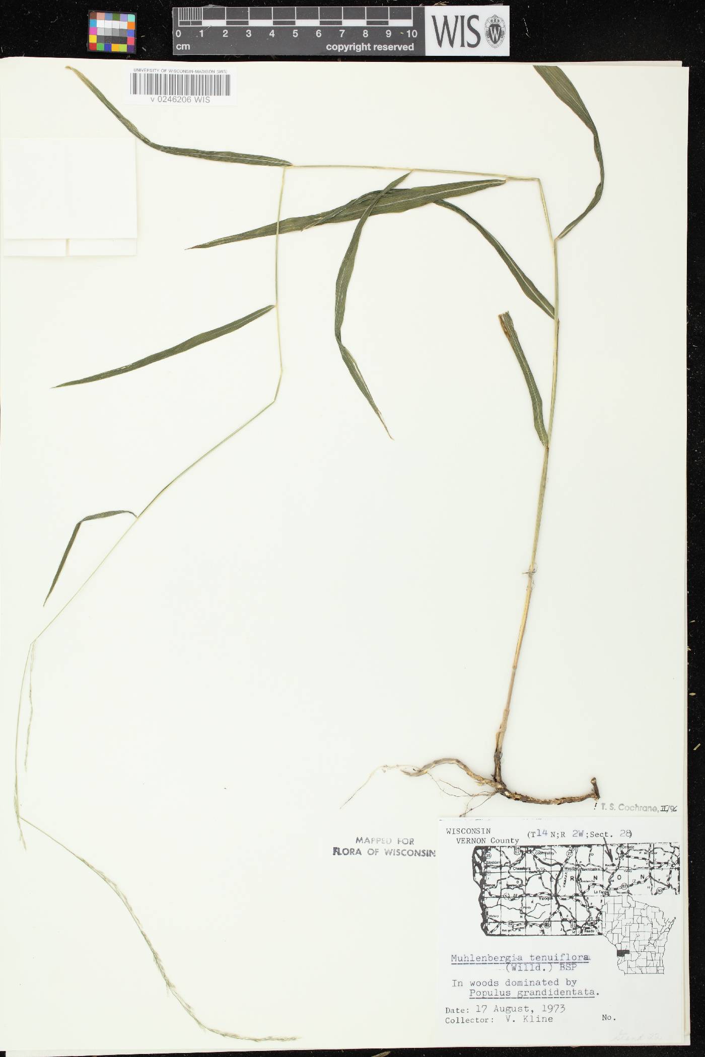 Muhlenbergia tenuiflora image