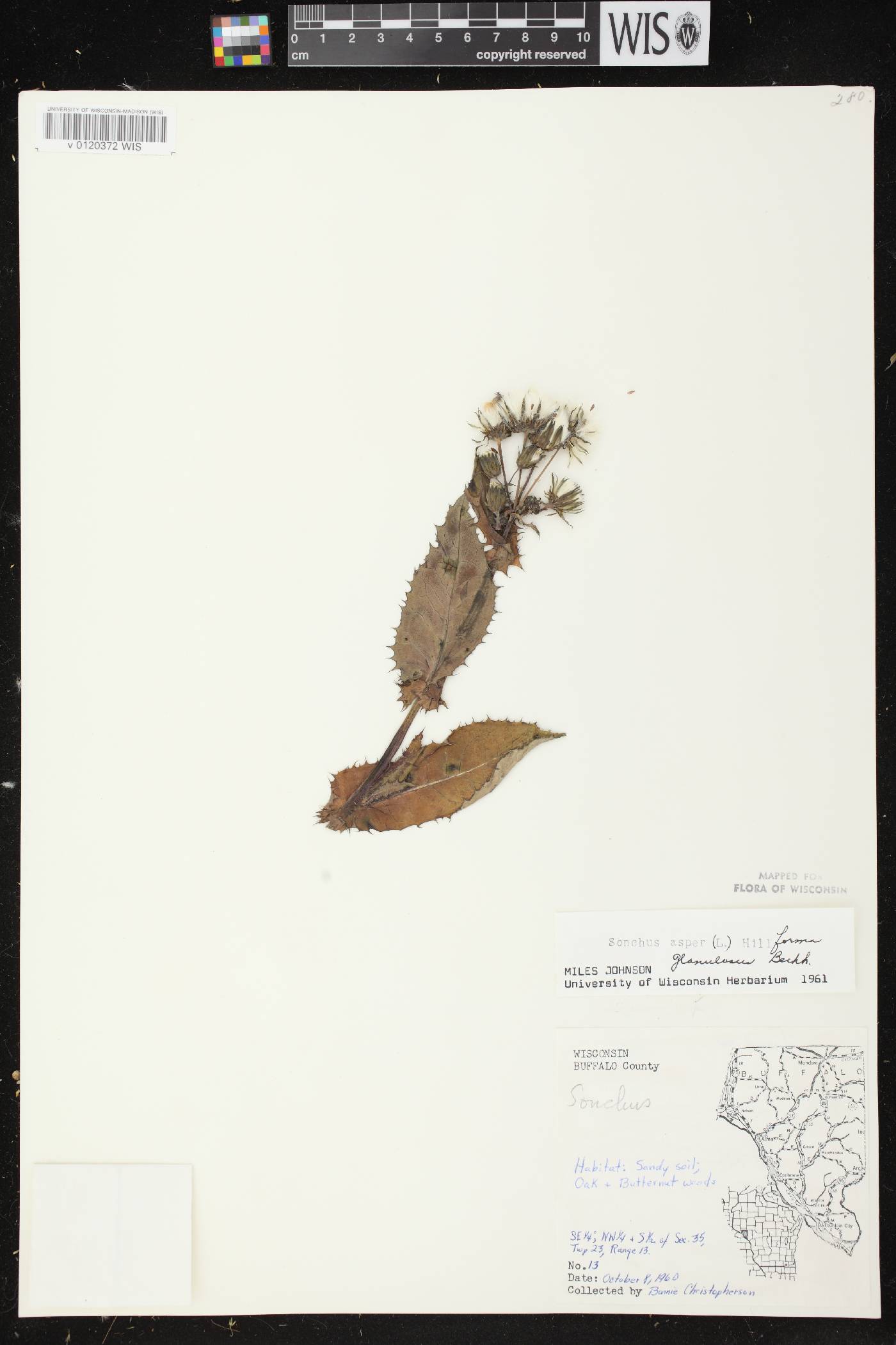 Sonchus asper image