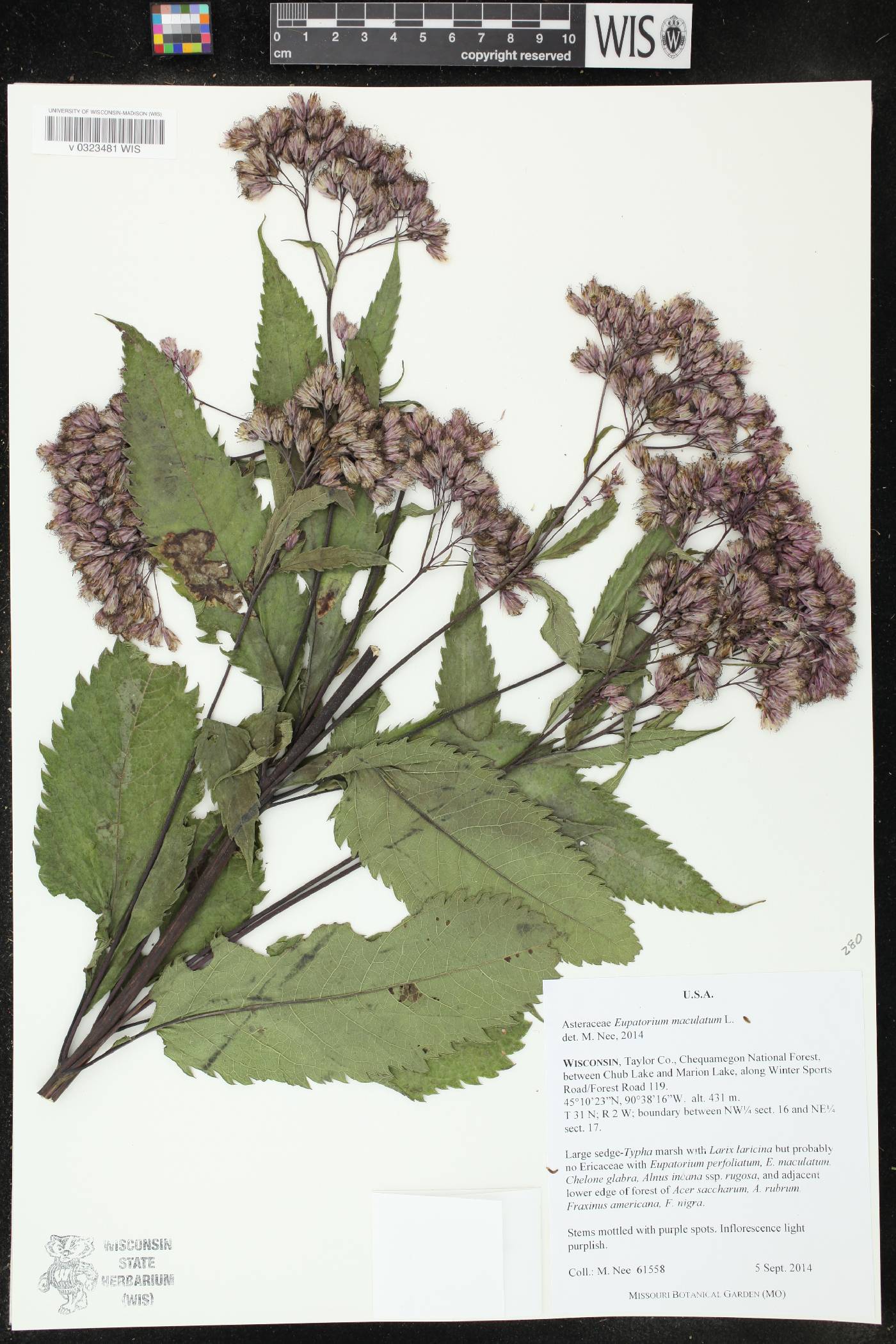 Eutrochium maculatum image
