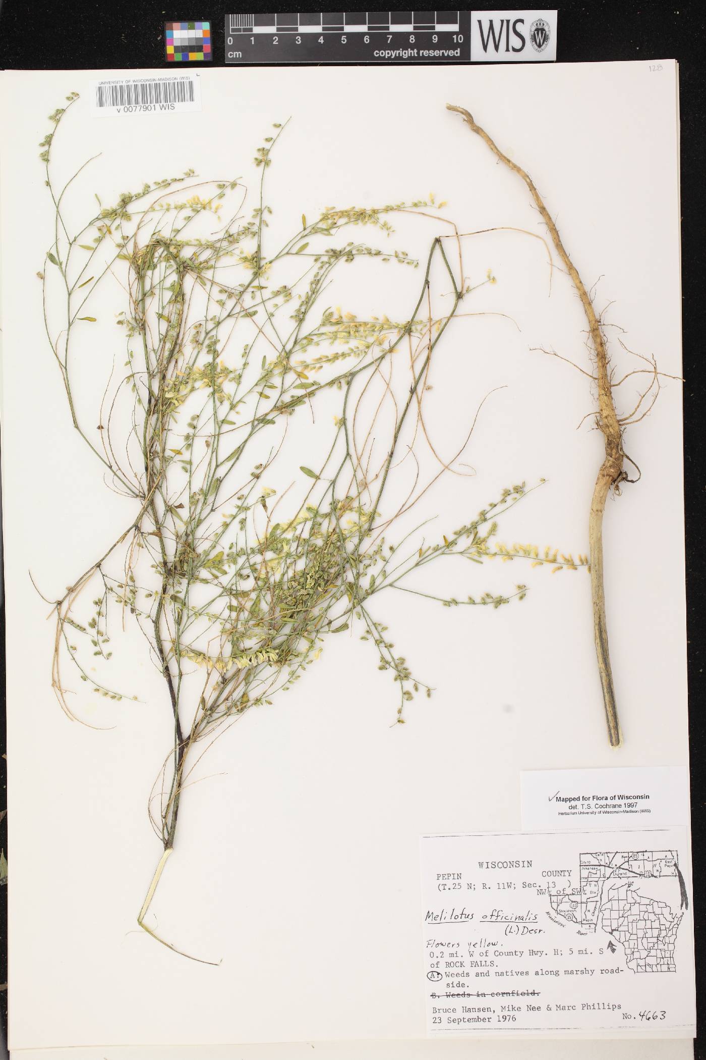 Melilotus officinalis image