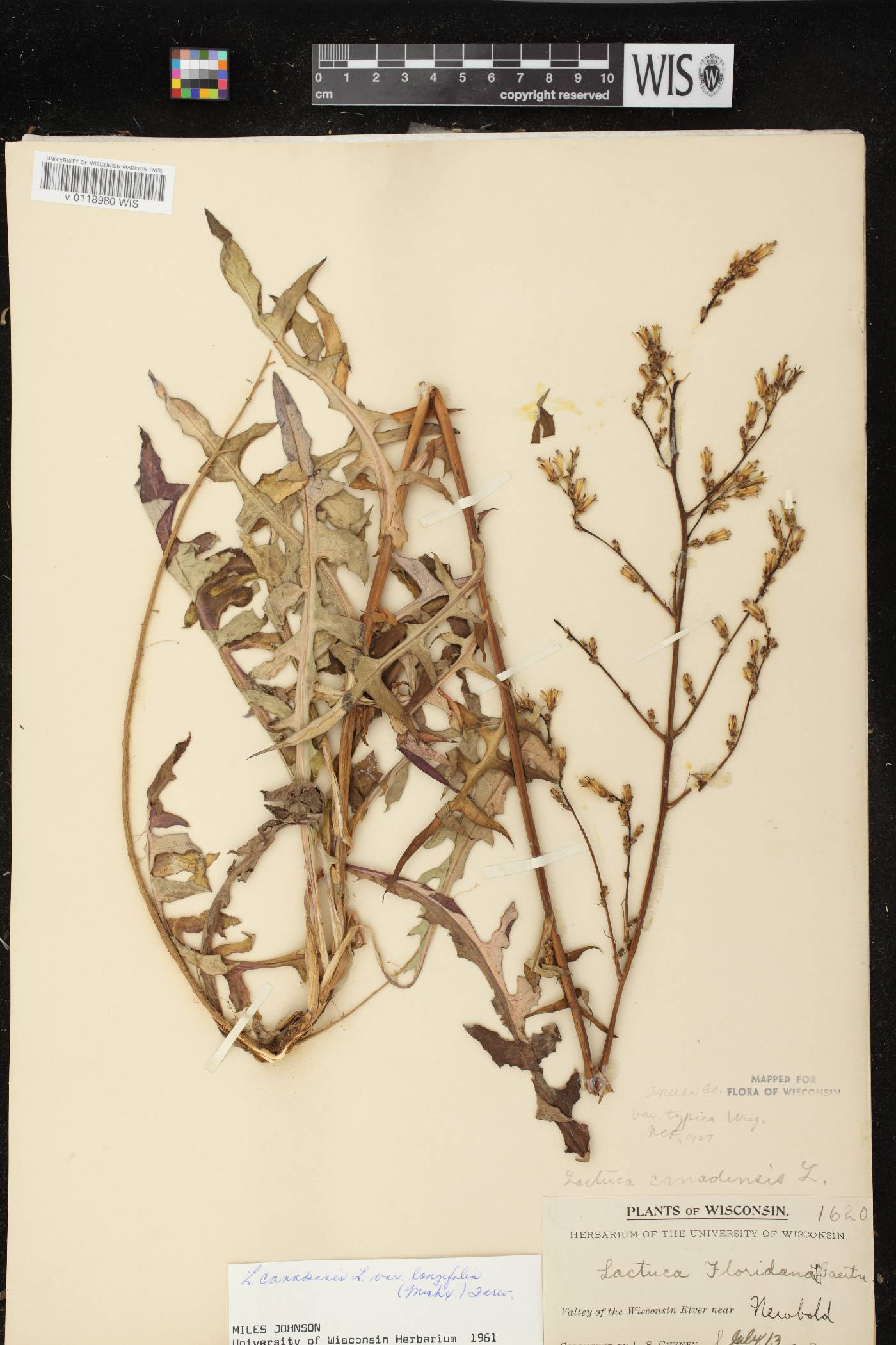 Lactuca canadensis image