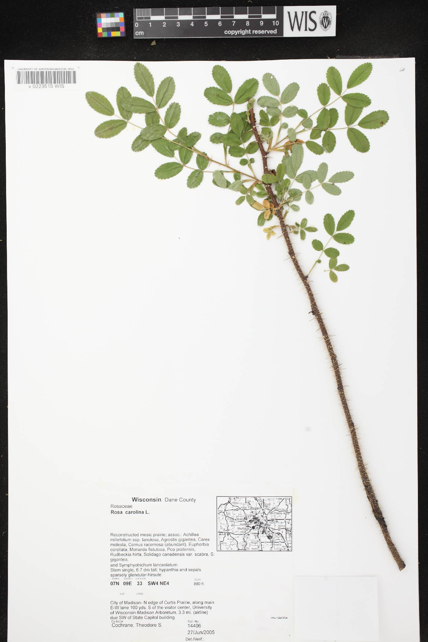 Rosa carolina image