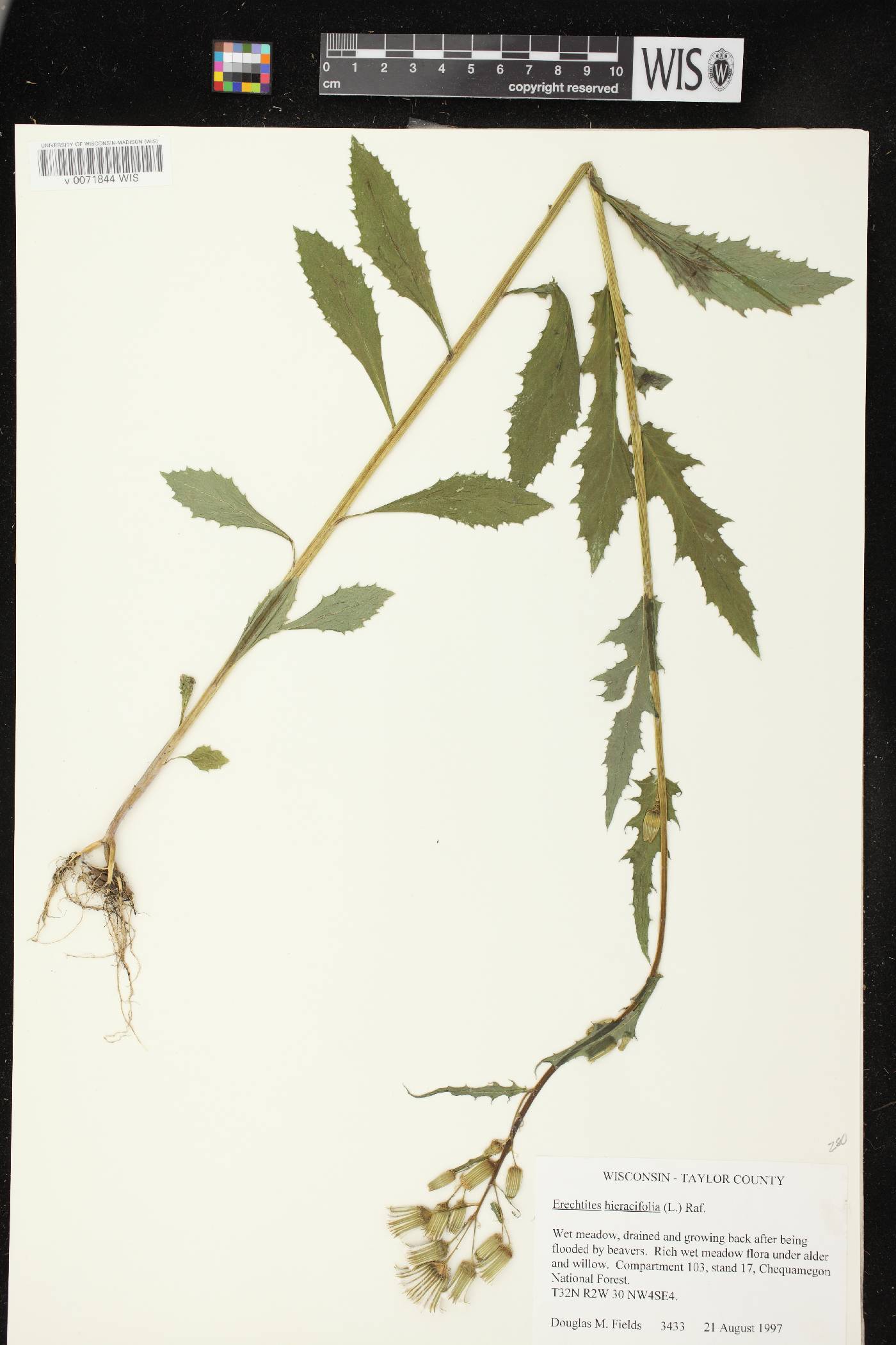 Erechtites hieracifolius image