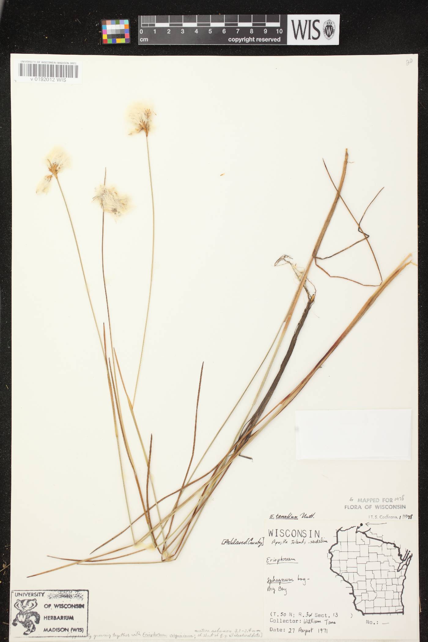 Eriophorum tenellum image