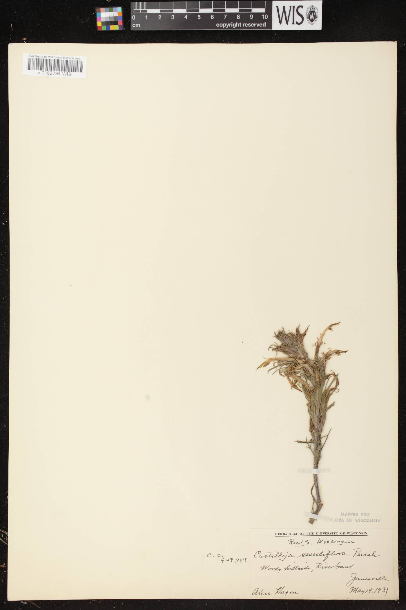 Castilleja sessiliflora image
