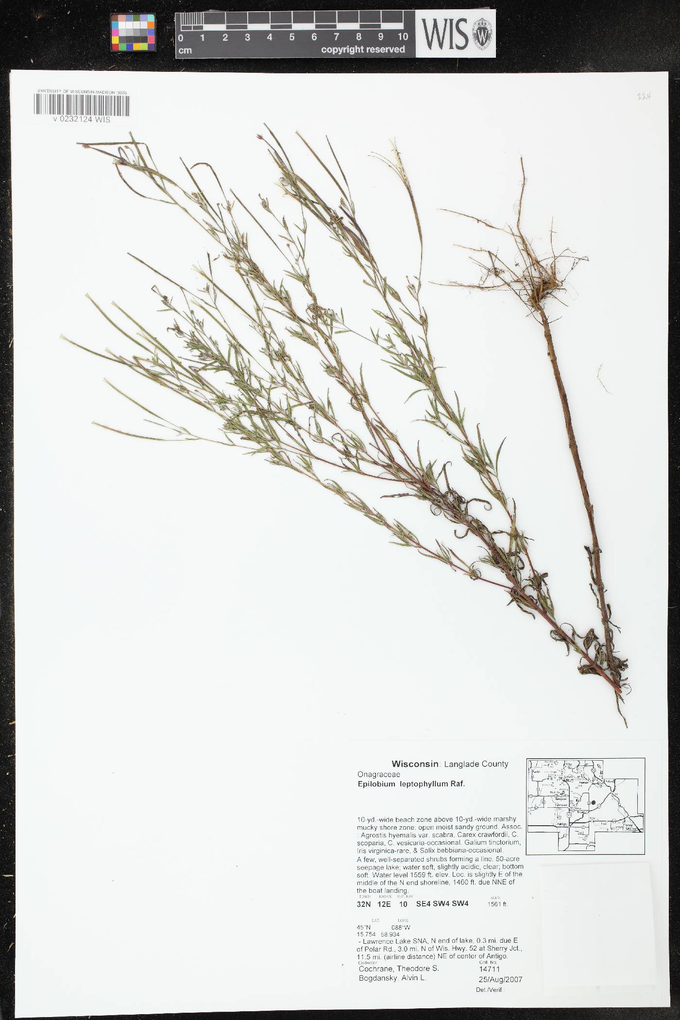 Epilobium leptophyllum image